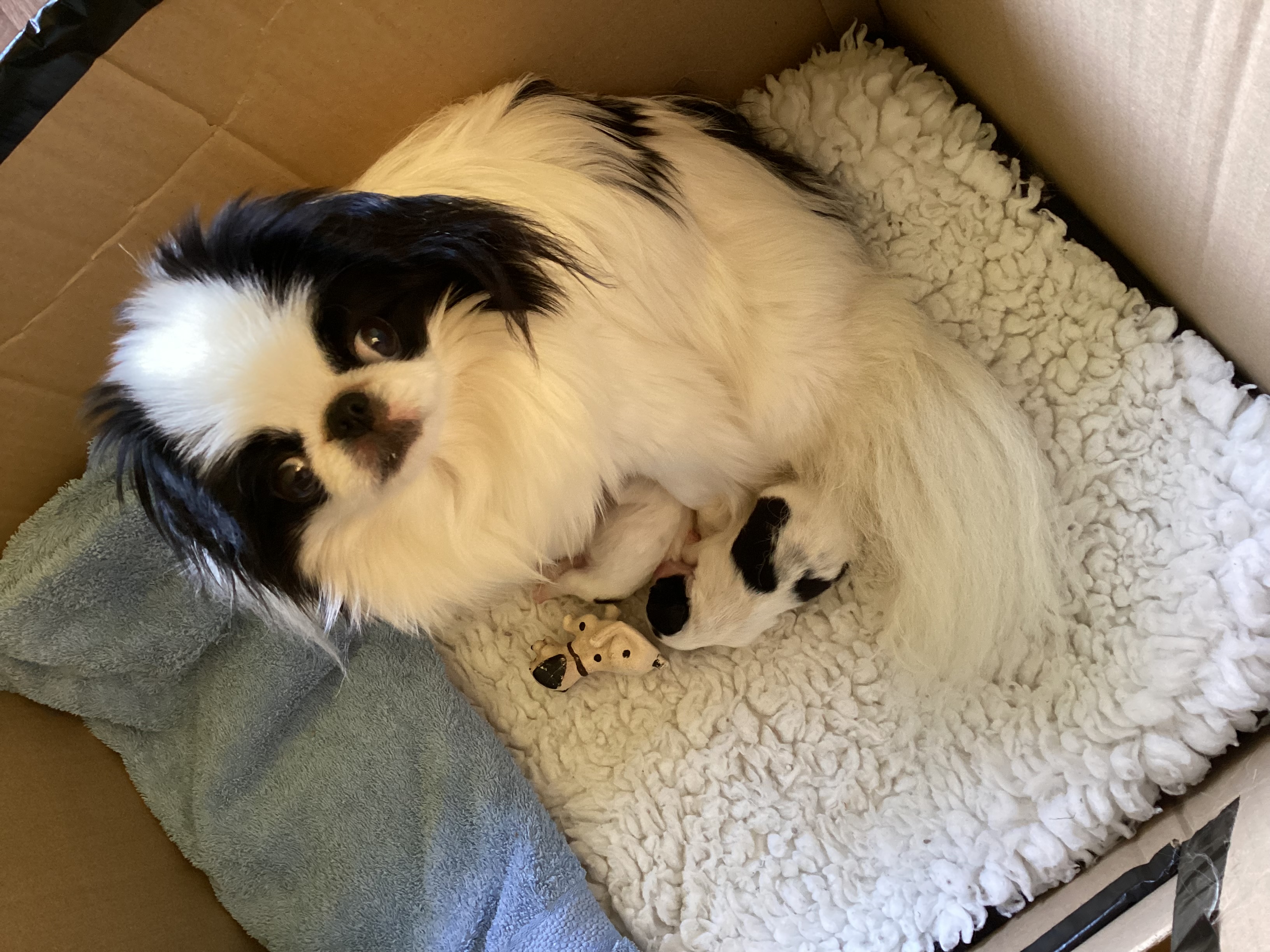 Mum with puppies 