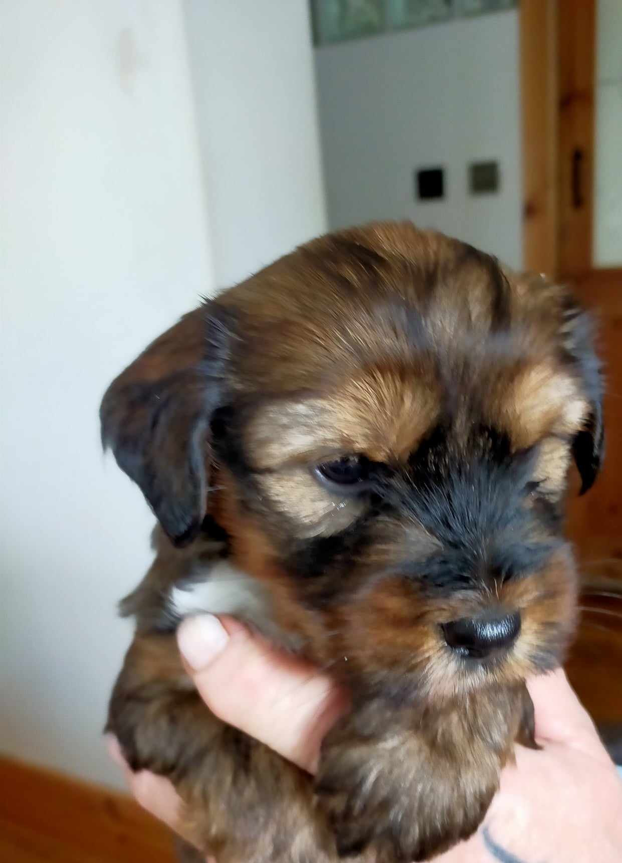 beautiful male puppy available