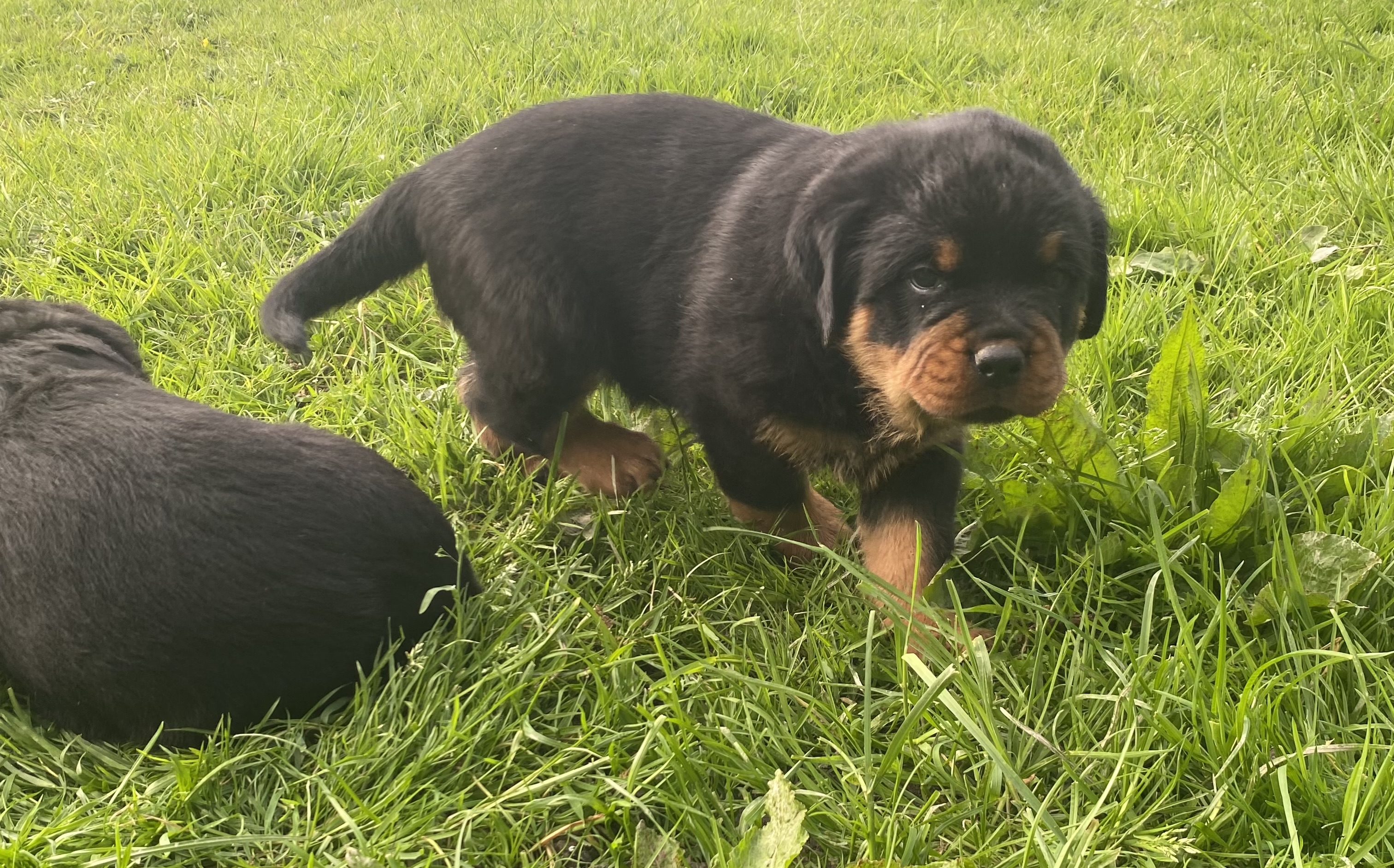 Stunning baby’s with excellent blood lines 