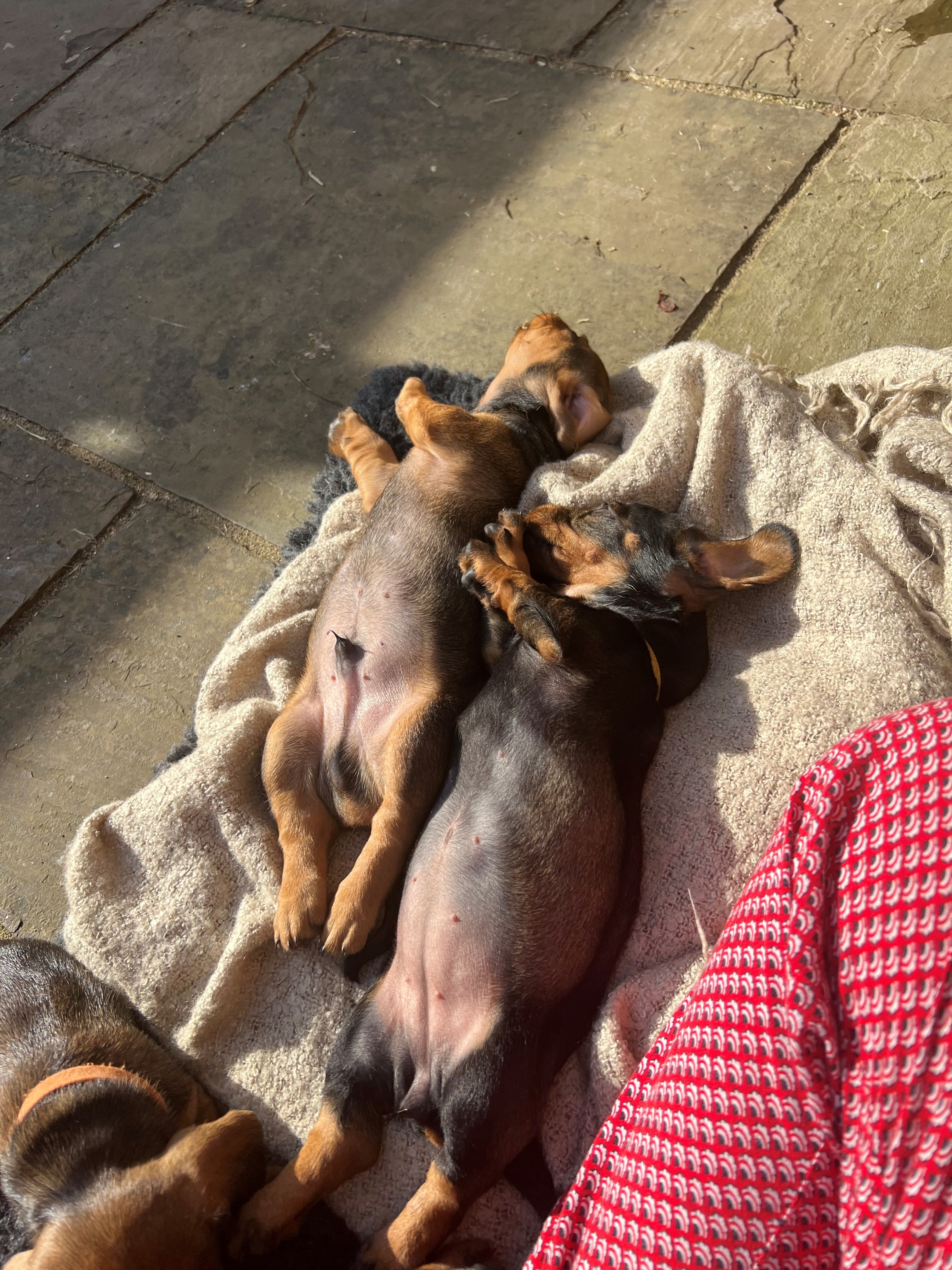 Pups asking for belly rubs