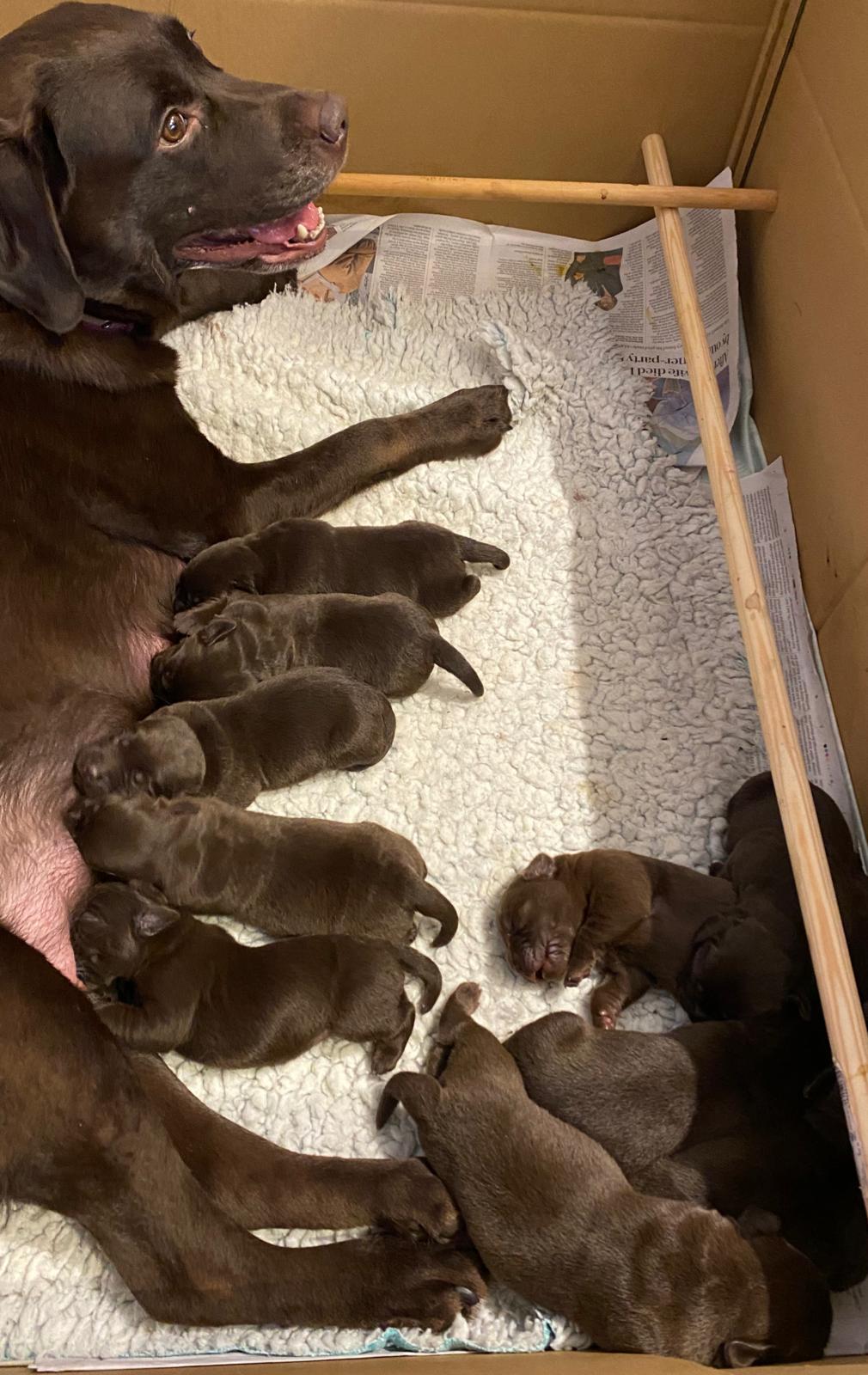 Mabel's and her puppies at a week old