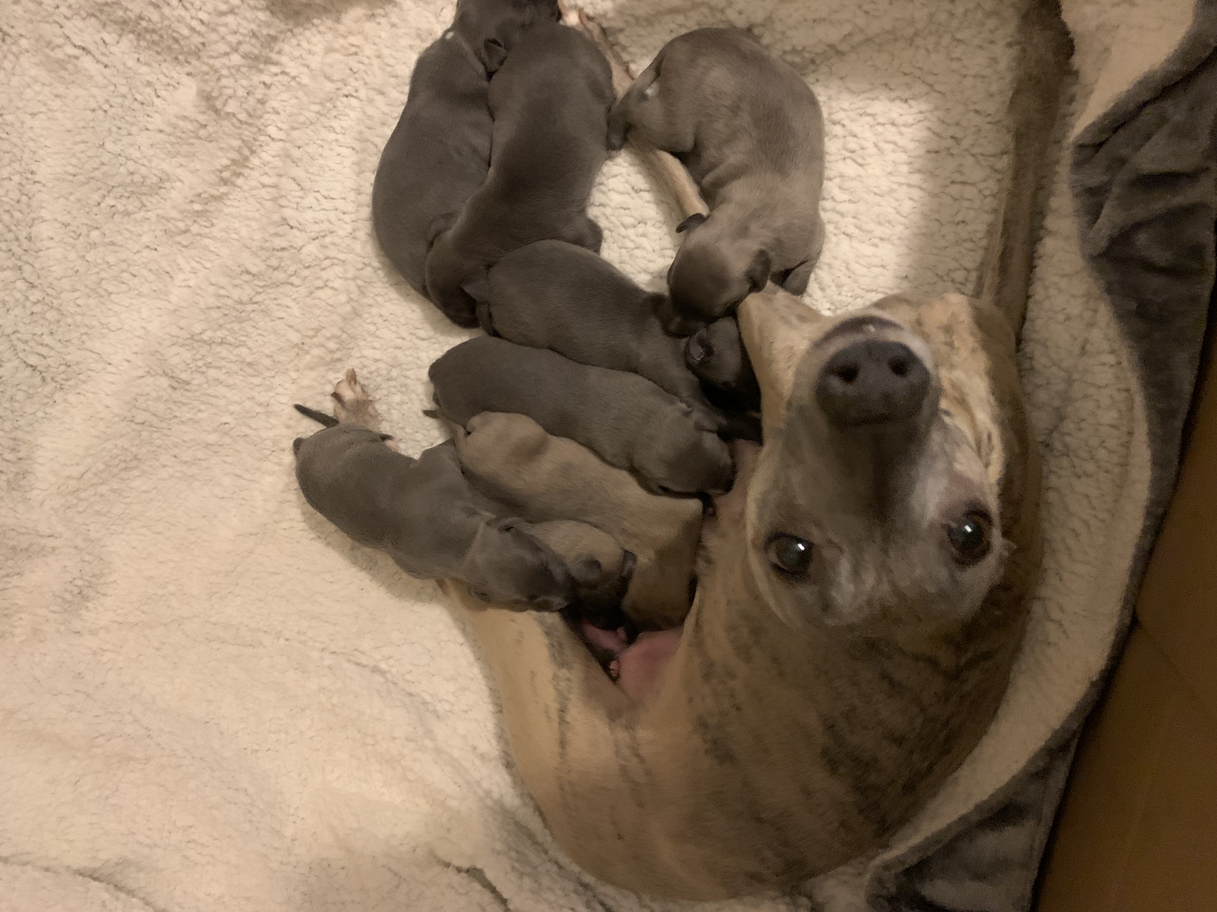 Pups with mum