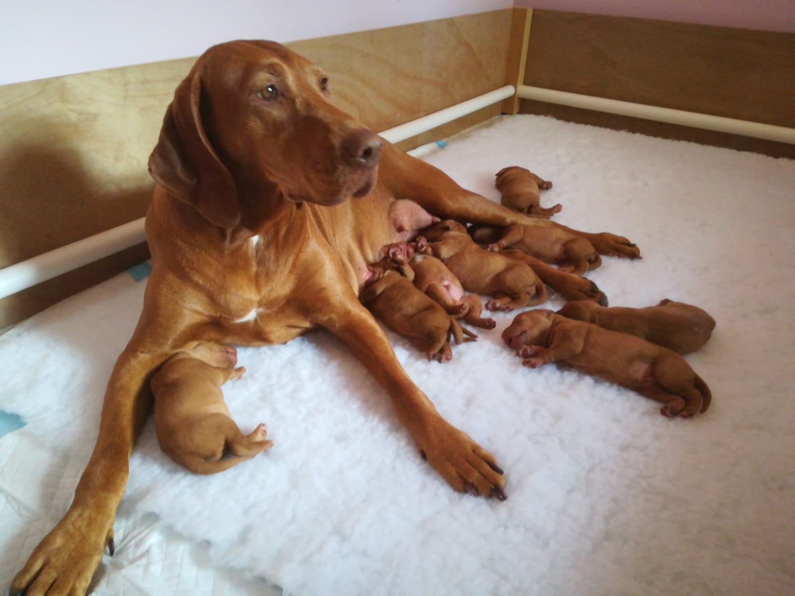 Amber with her litter at a few days old