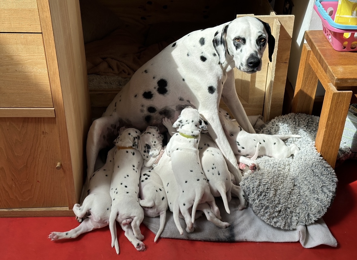 Ogi, mother, with eleven puppies