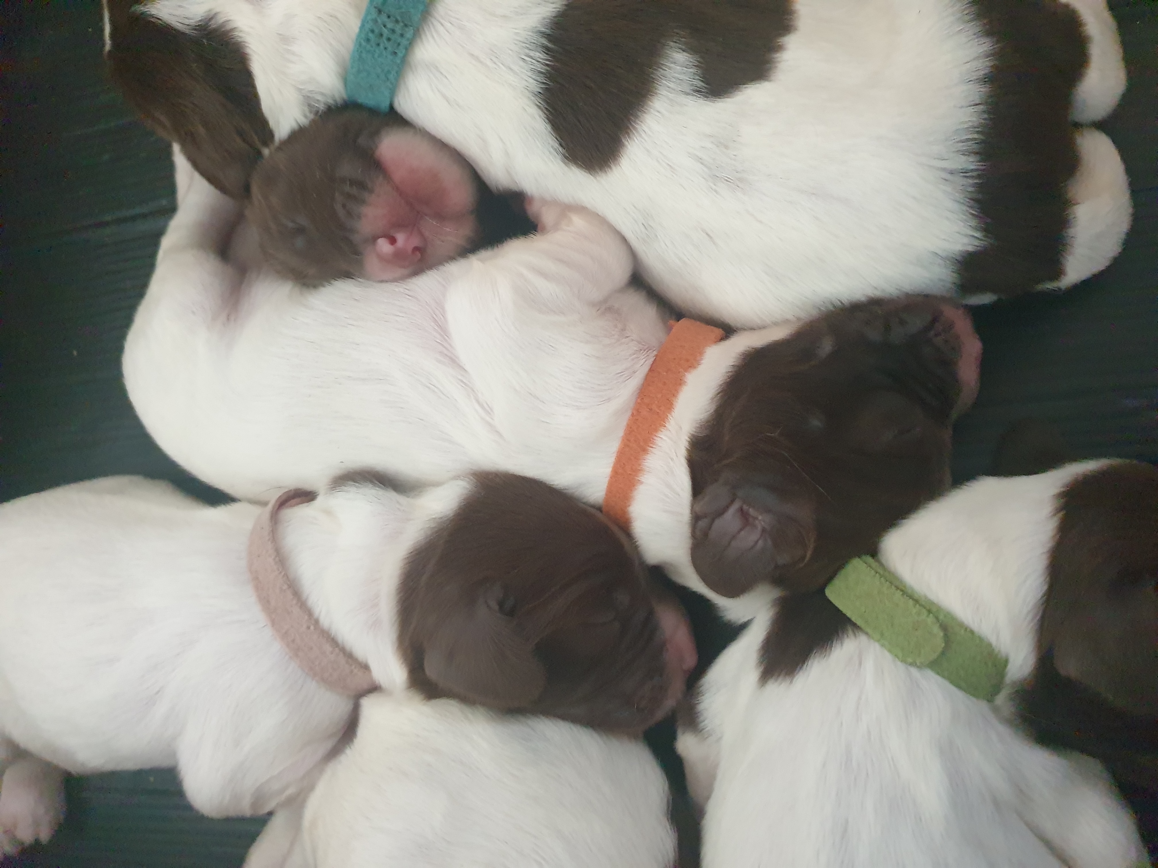 7 adorable puppies 2 girls 5boys