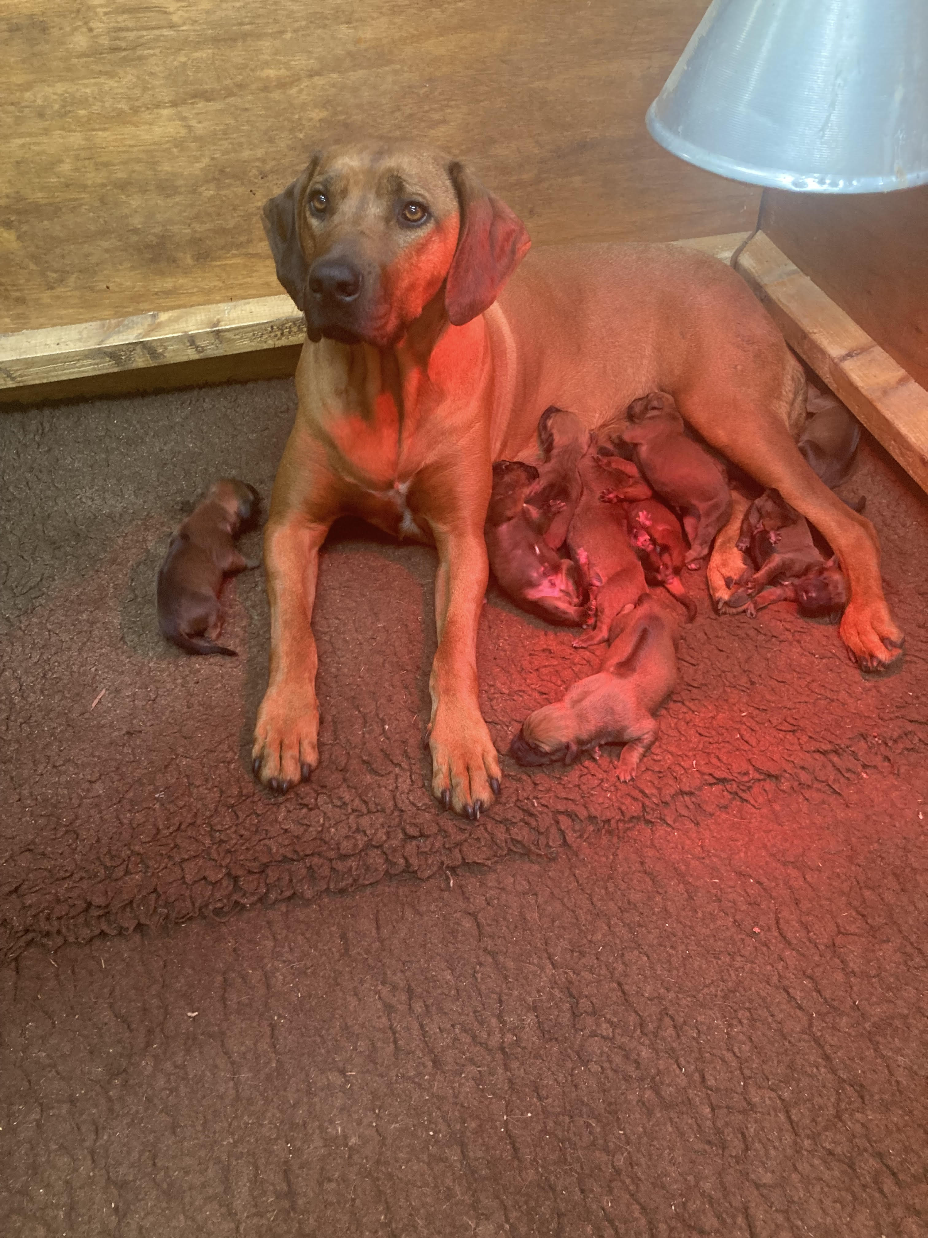 Mabel and pups