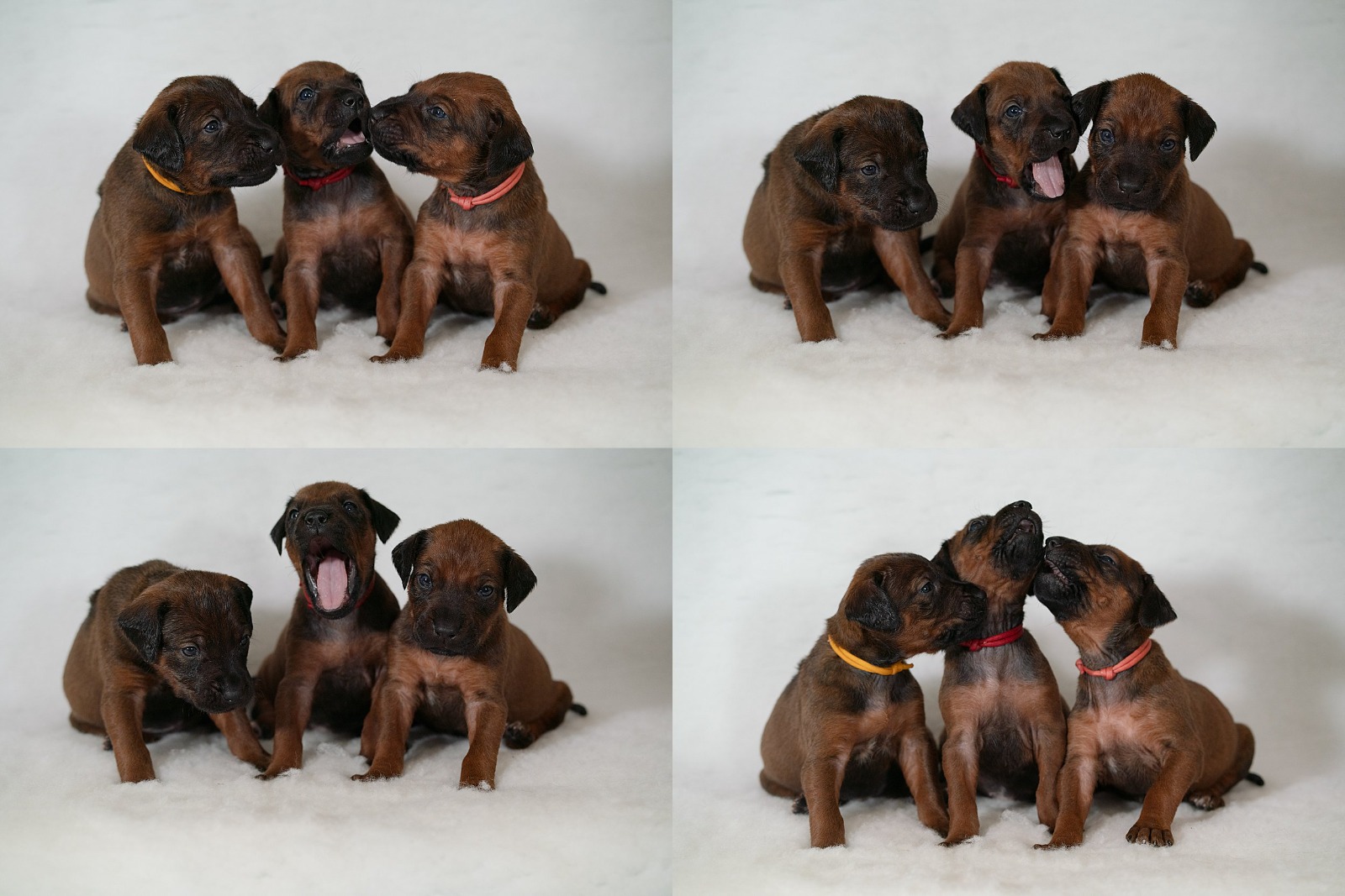 Female Pups @ 4 weeks of age & available