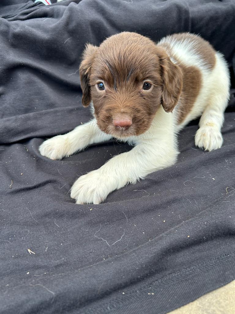 Paddy’s Gold - male springer spaniel