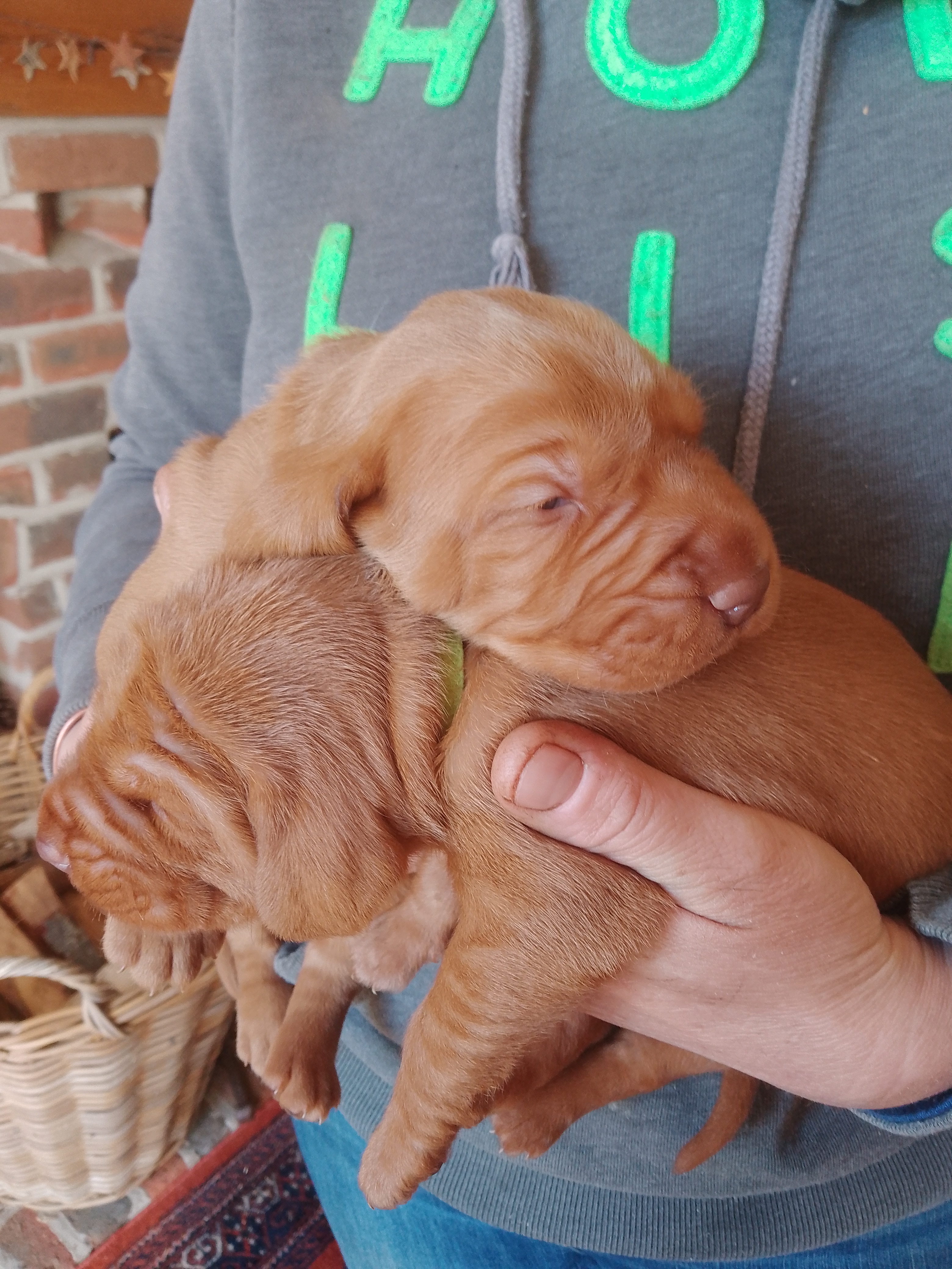Puppies at 2 weeks