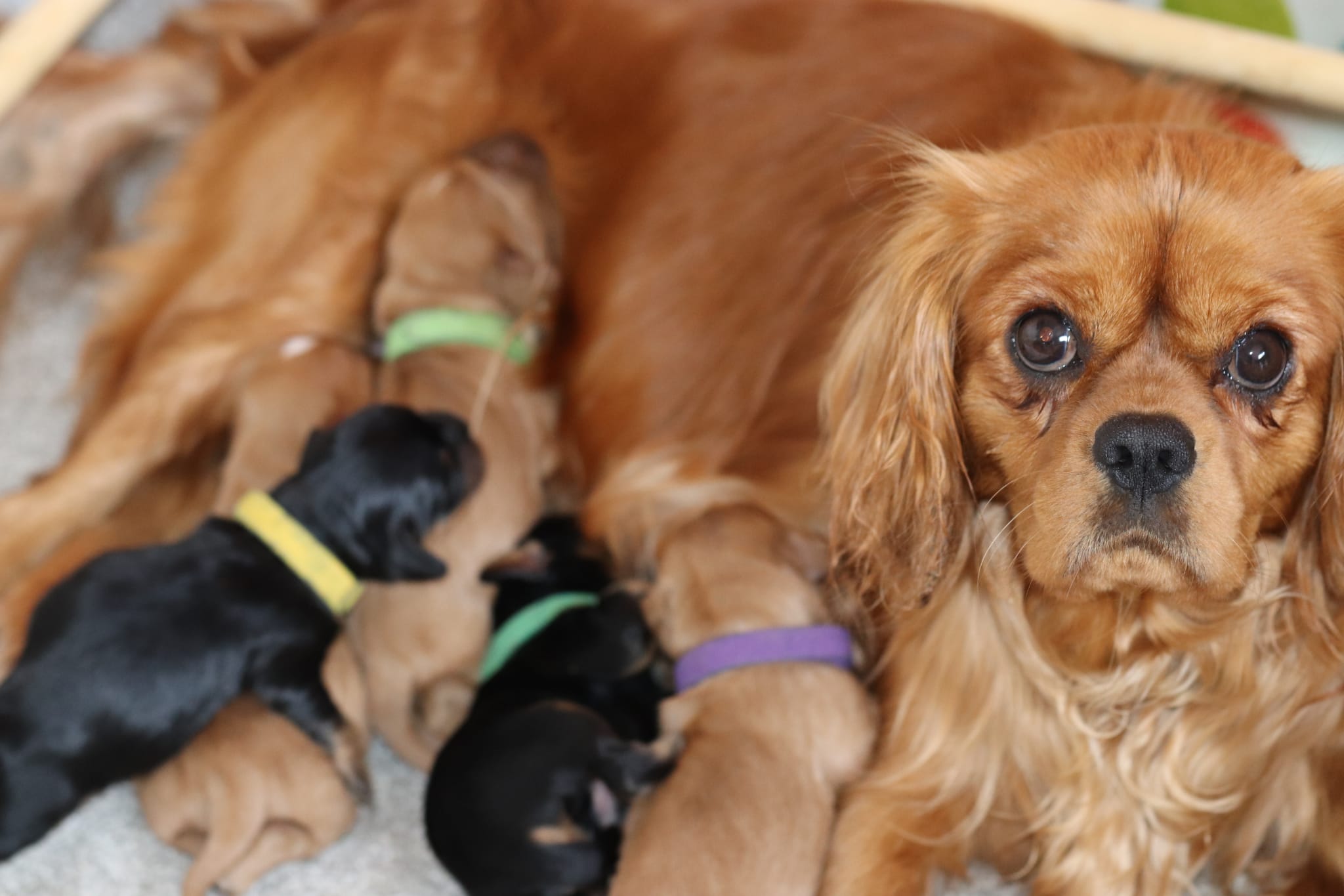 Mum with her puppies