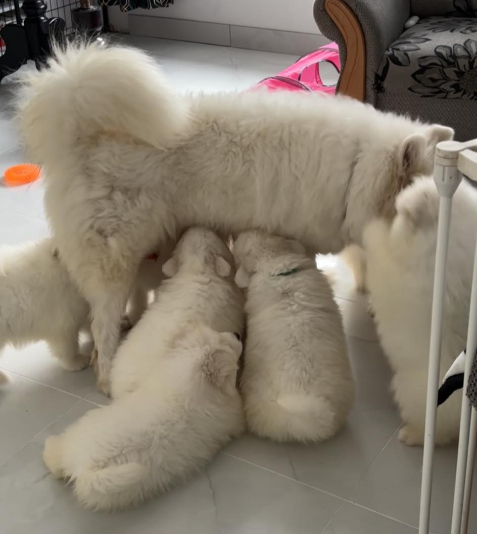 Mum with pupps