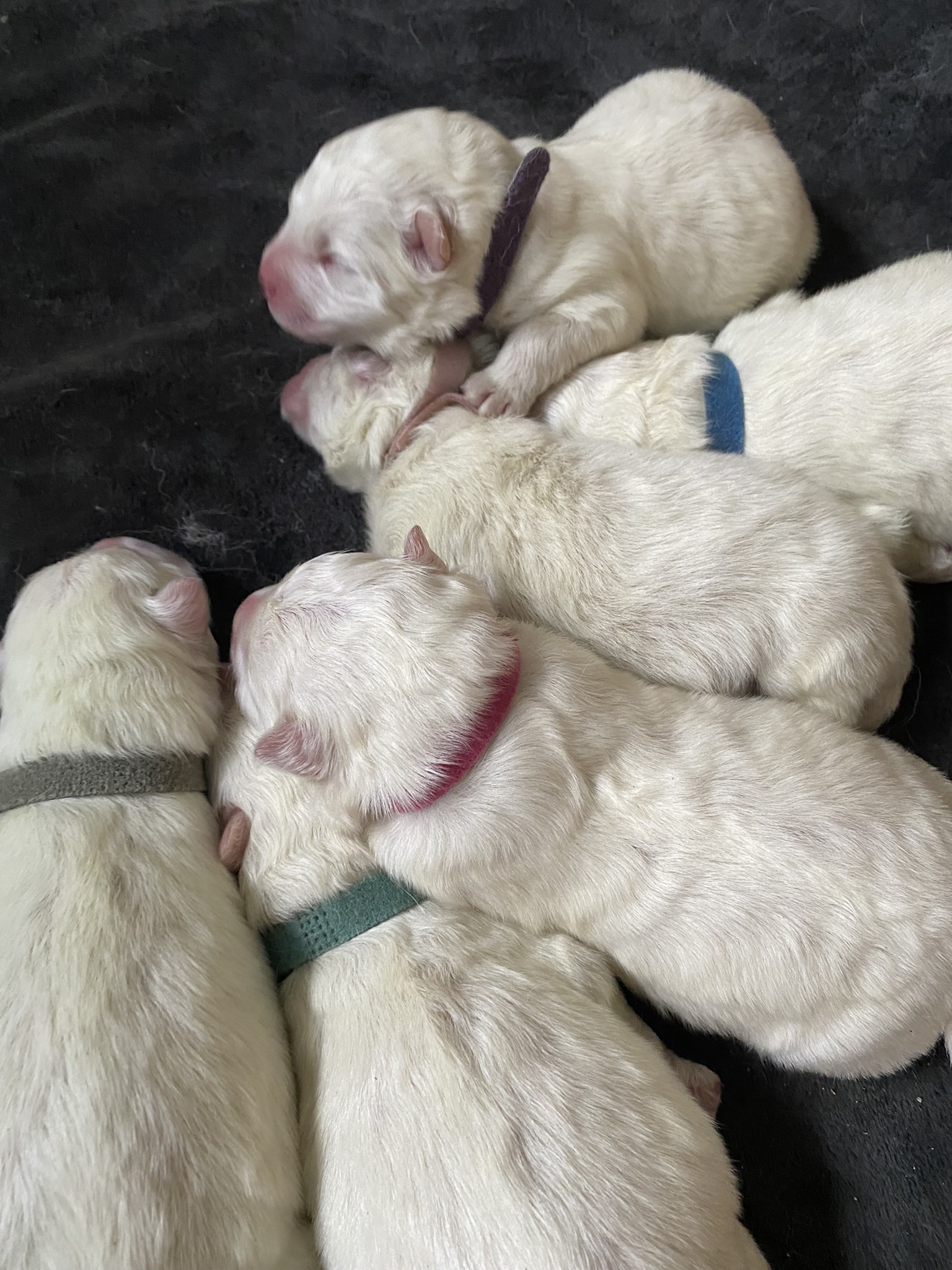 Day old pups 