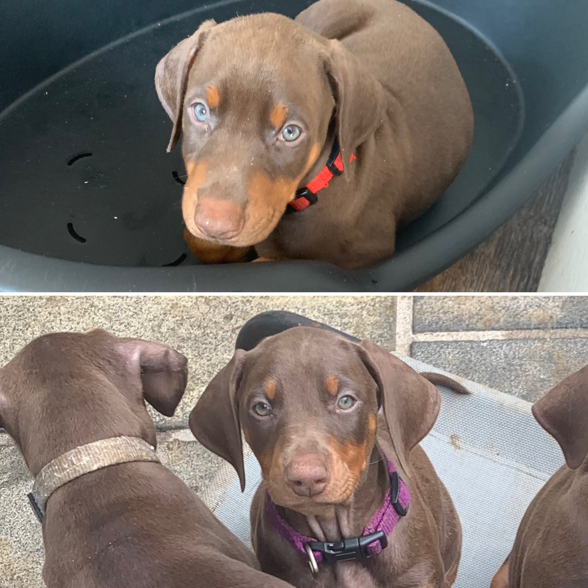 Two stunning chunky girls available 🐾