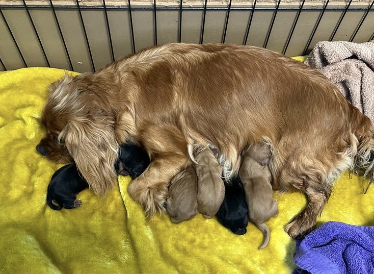 Mum and pups just born 