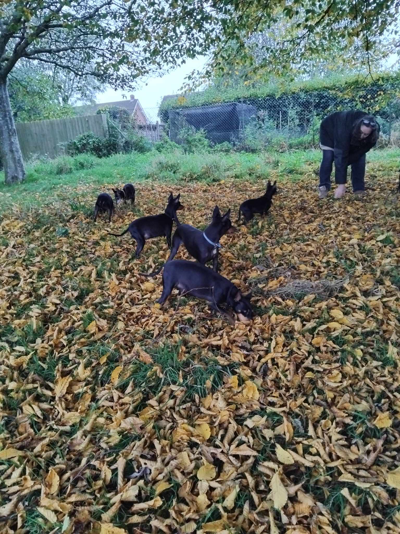 Violet and the Appletor gang enjoying late Autumn walks