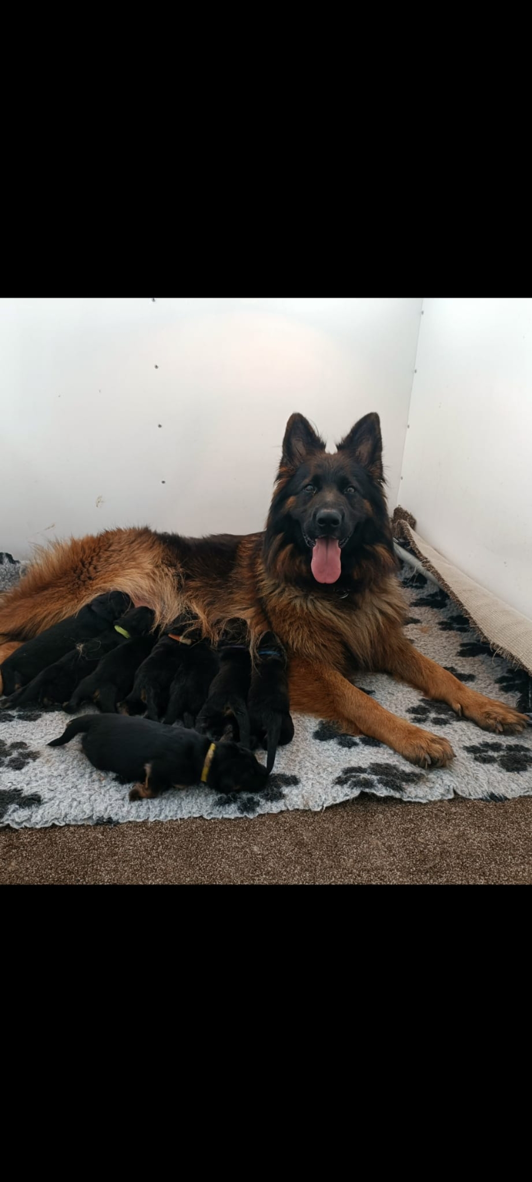 Mum with puppies 