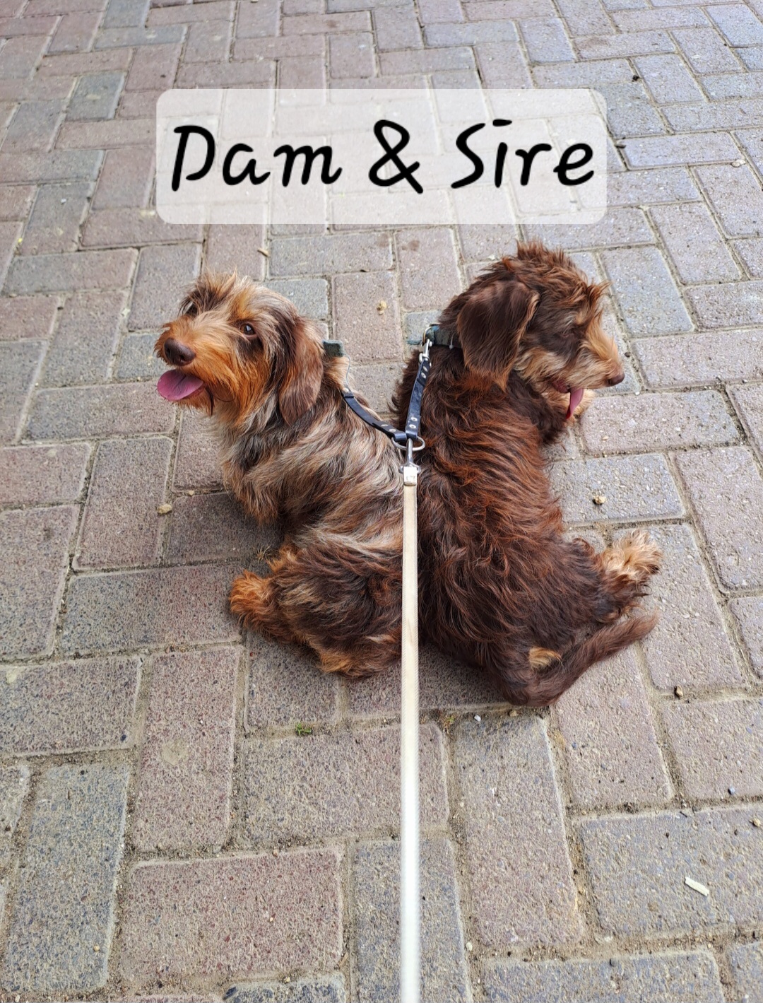 Dam and sire owned by me