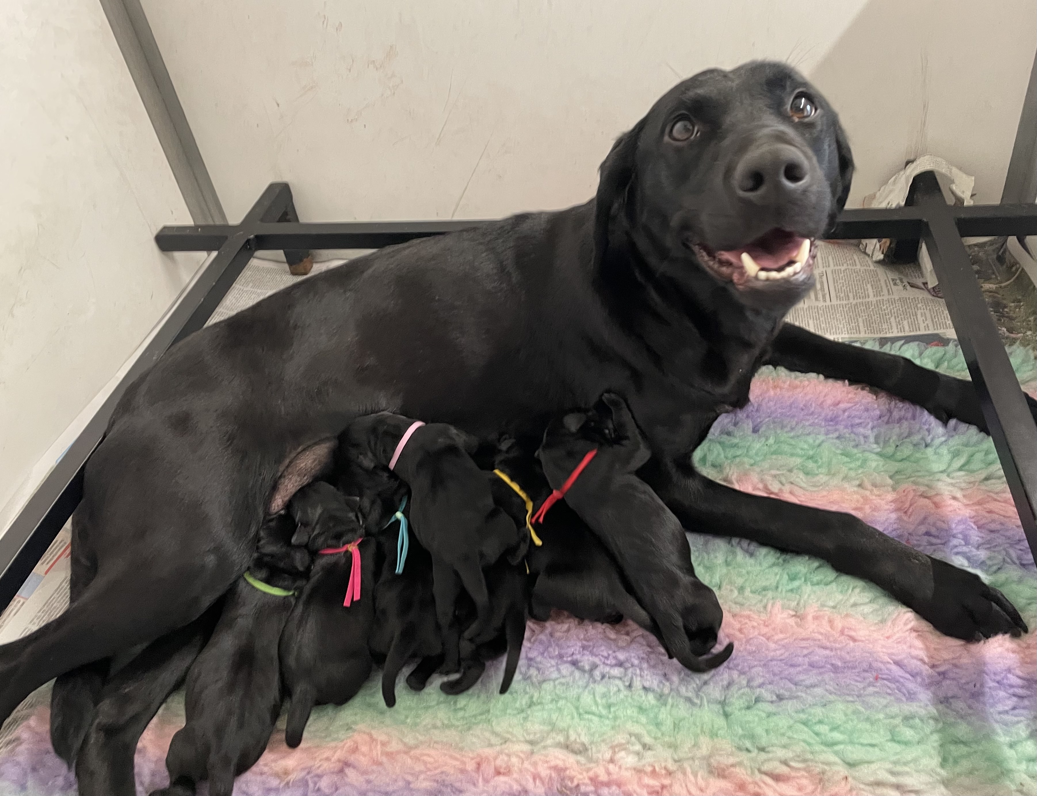 Mum & puppies