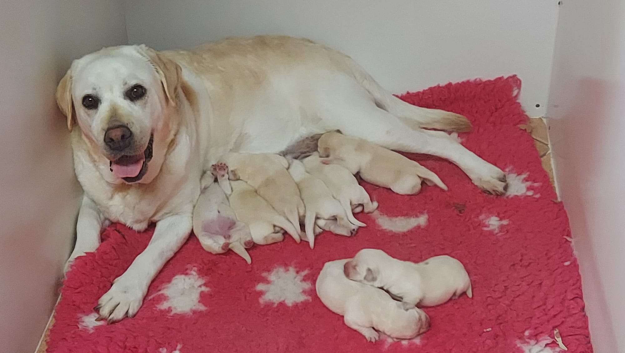 Honey and her new babies 