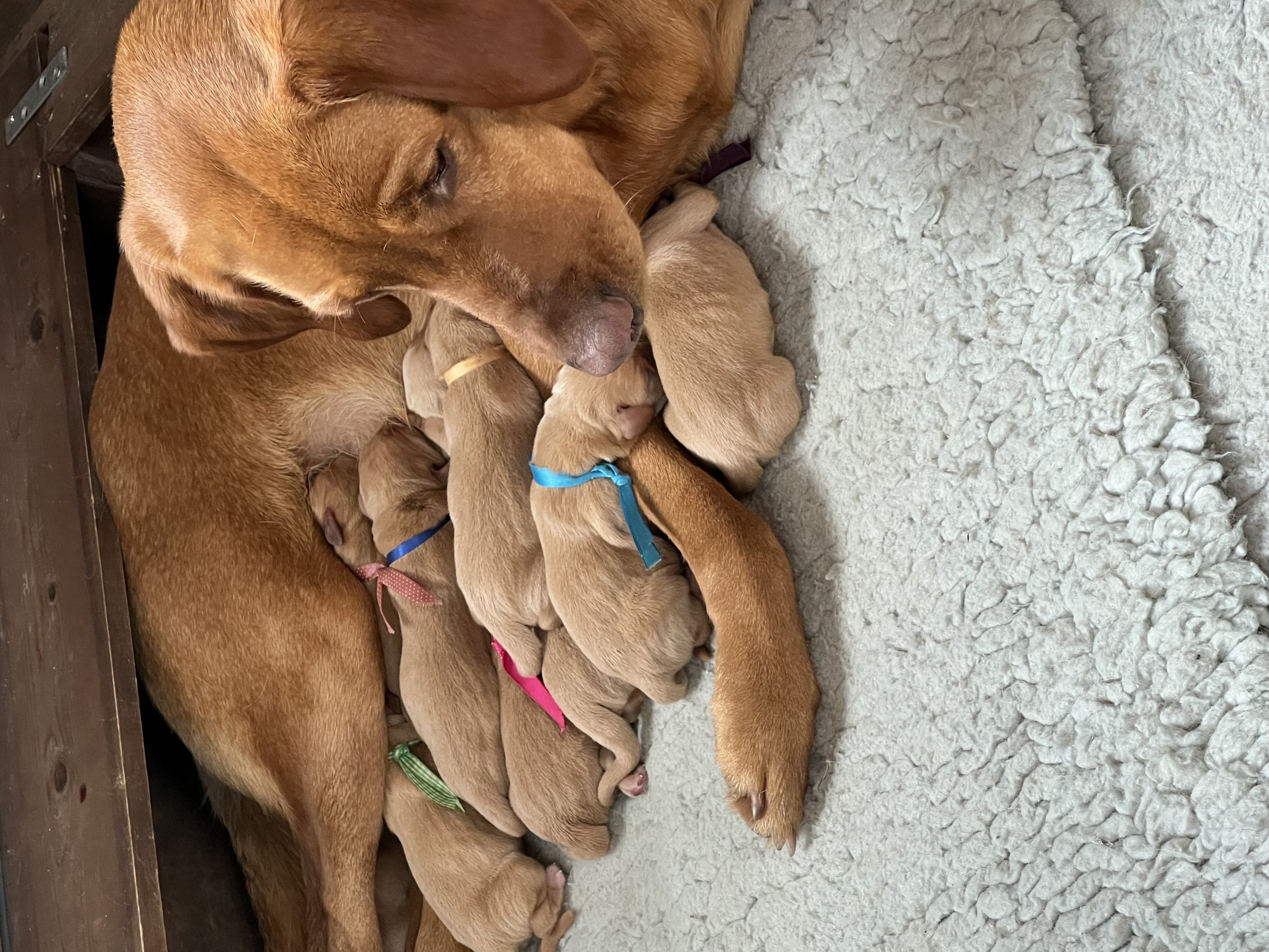 Quinn & her Puppies
