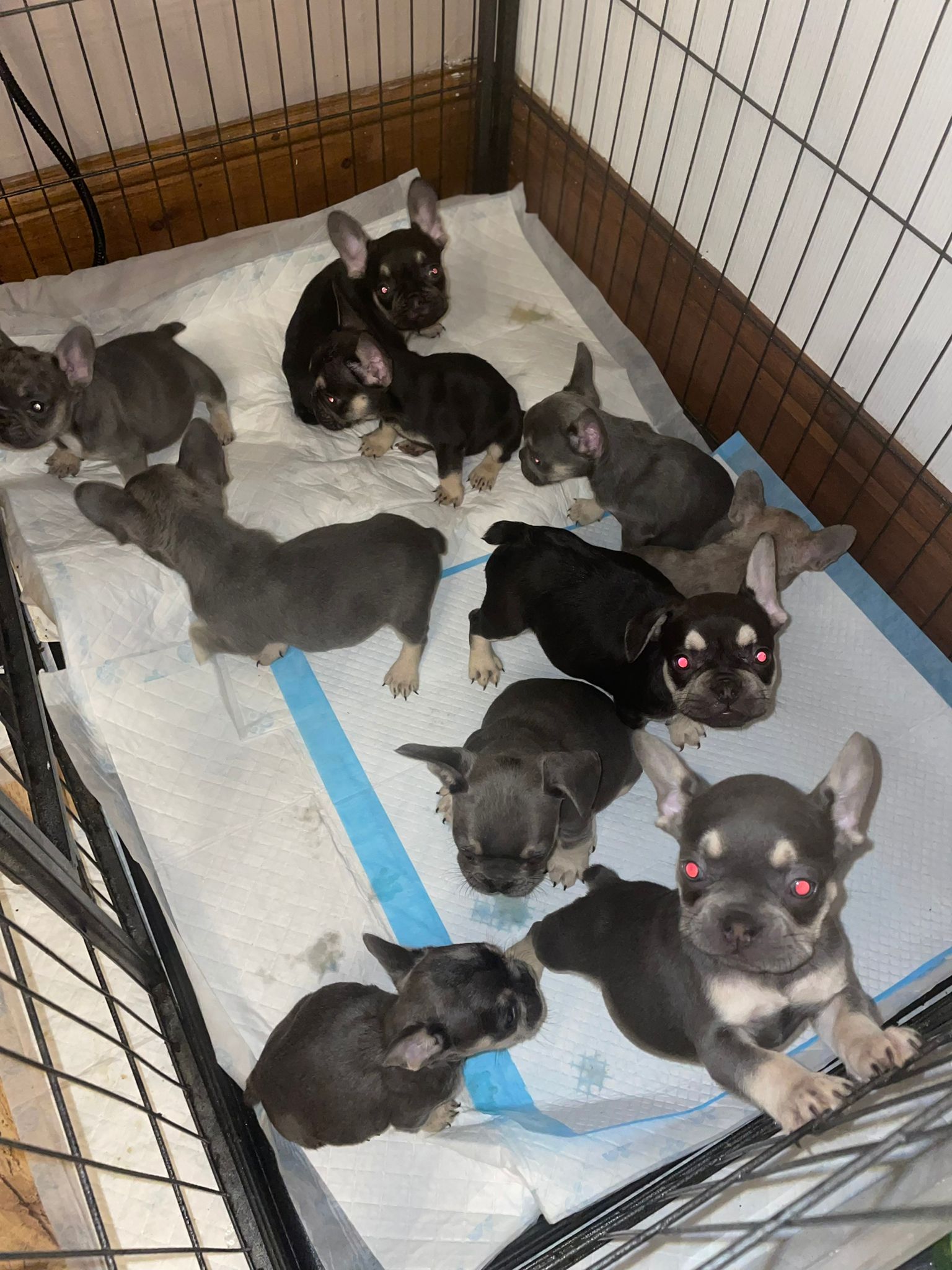 french bulldogs available 