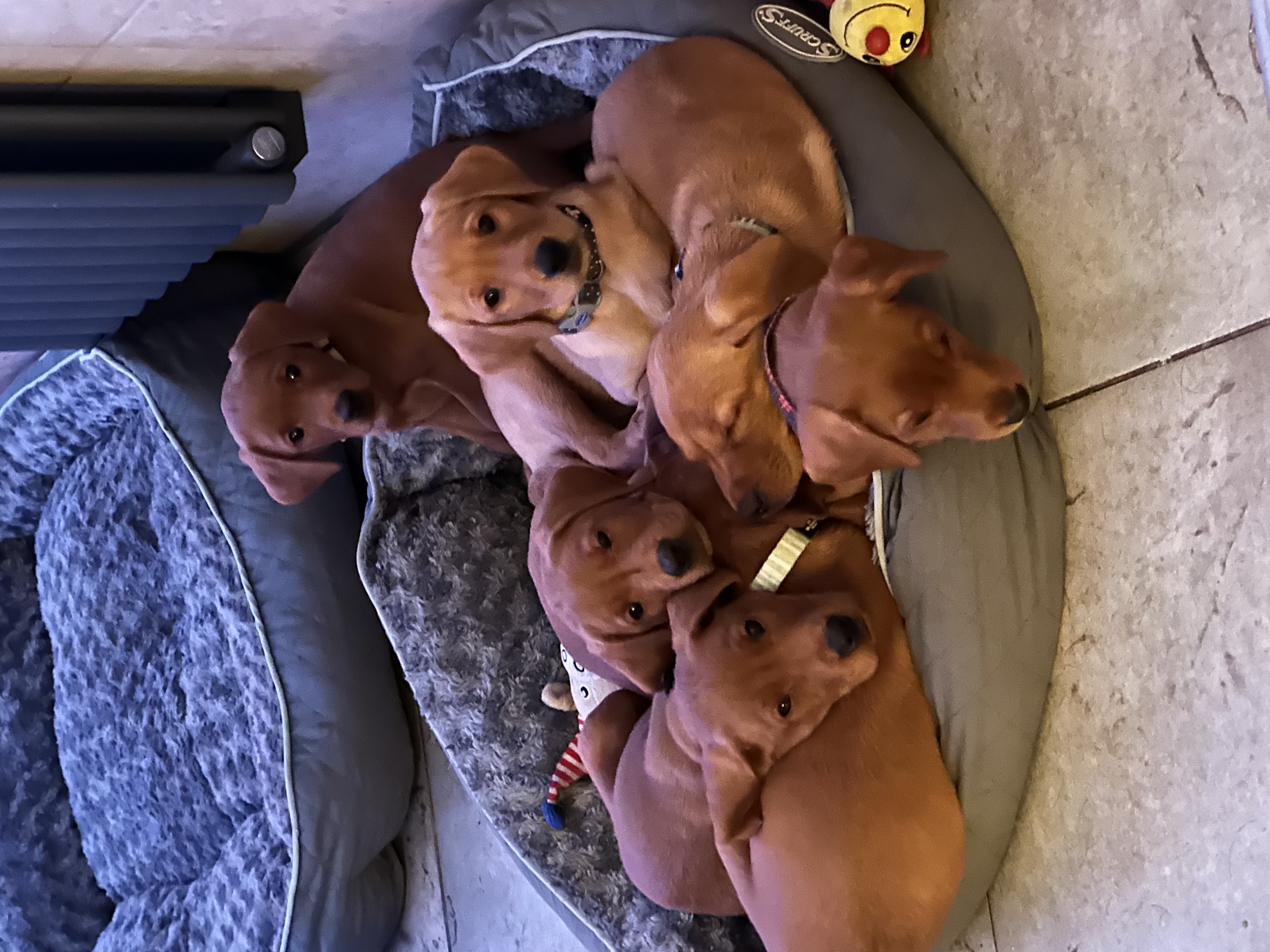 Her daughters puppies