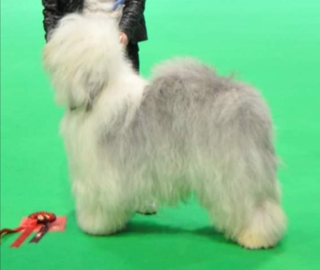 Daddy winning his class at Crufts 