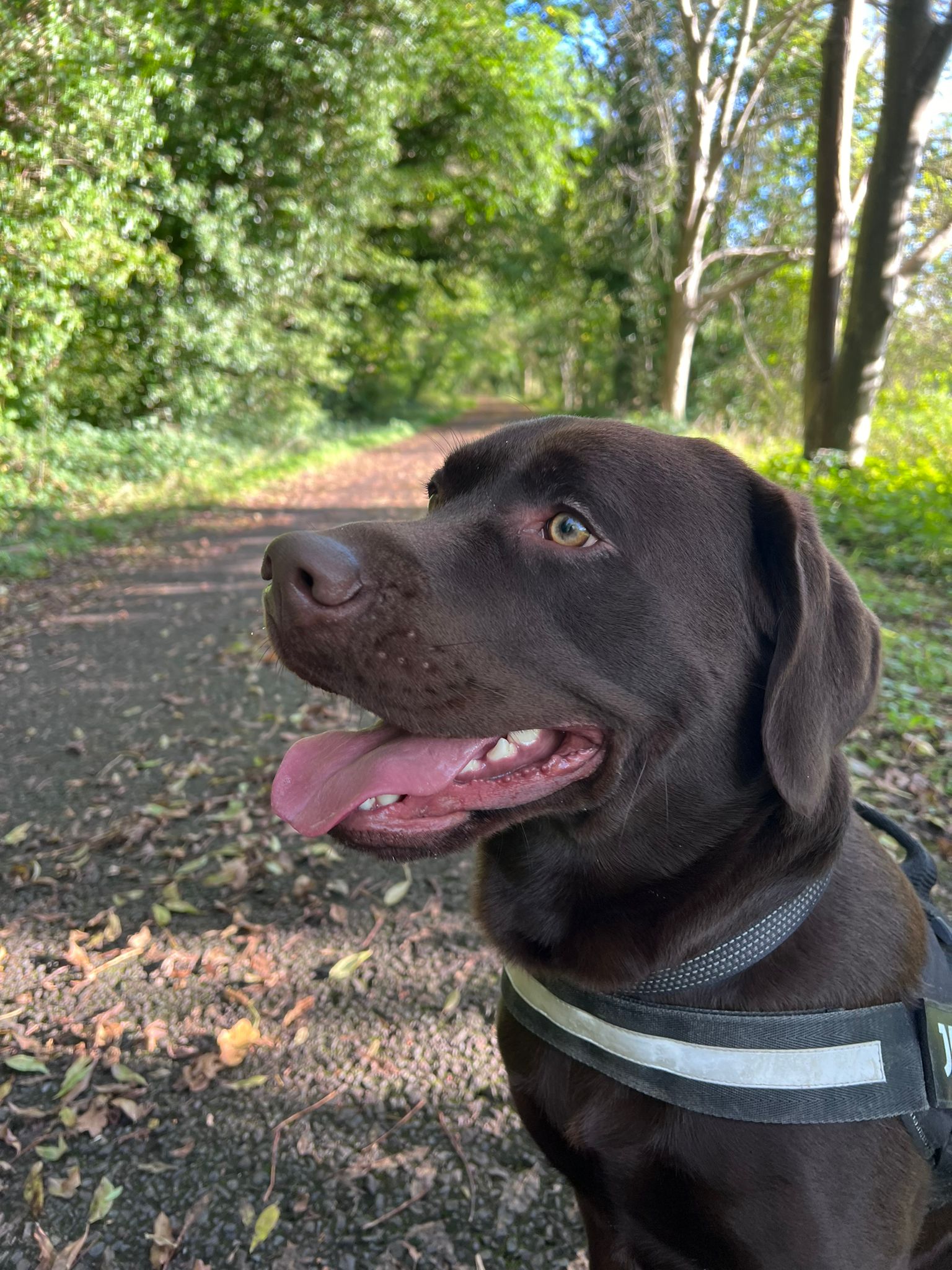 One of Mabel's puppies from her first litter at eightevents months old