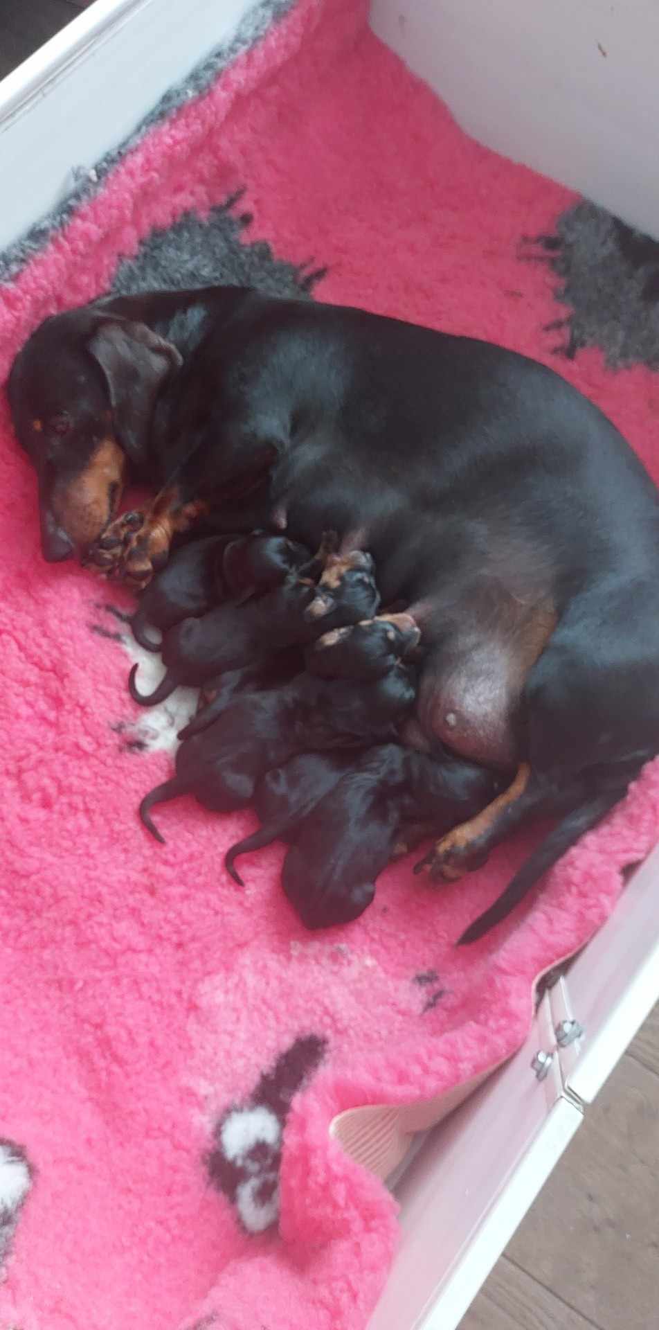 Standard smooth litter black tans 