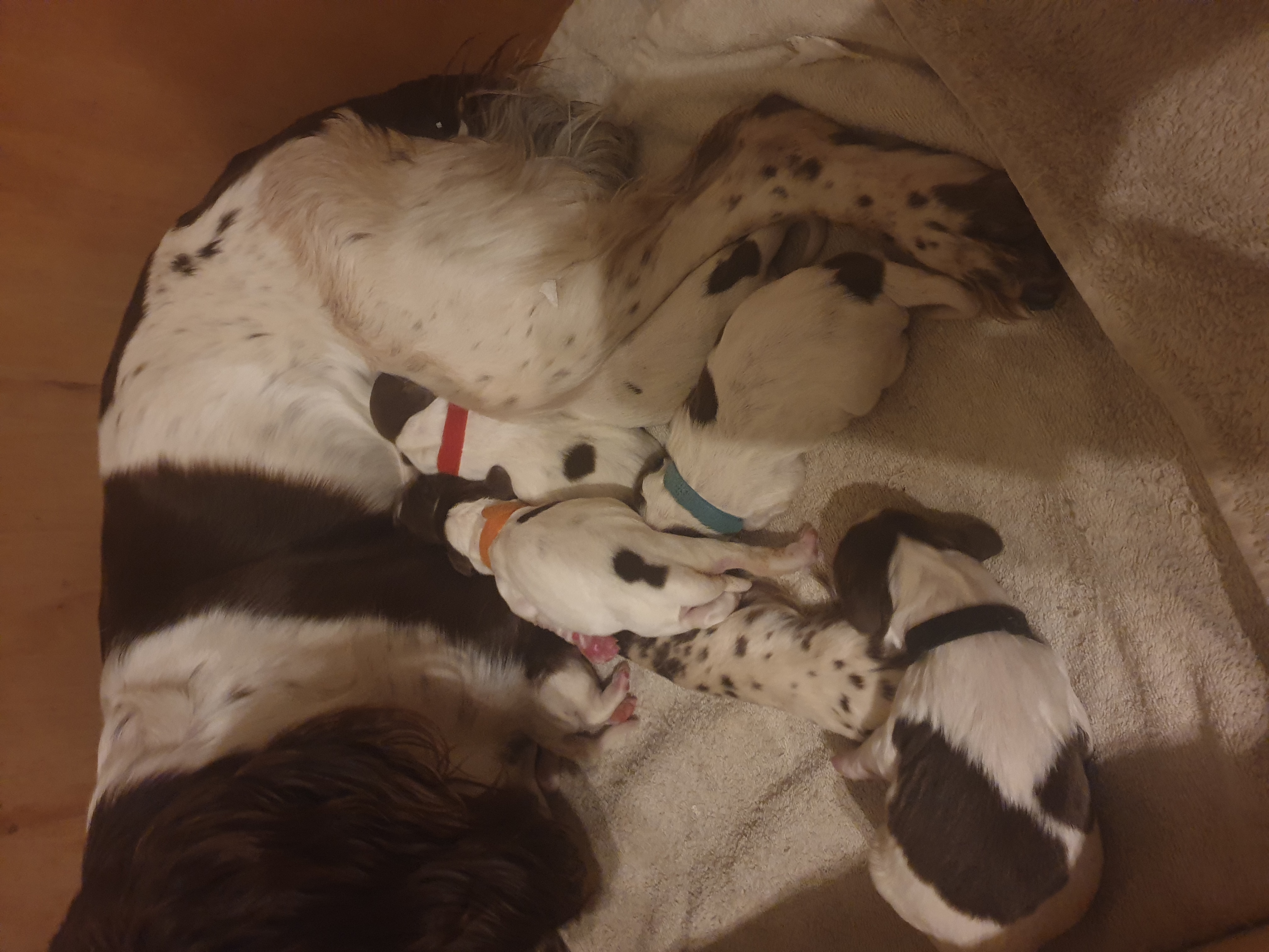 Stella & her pups