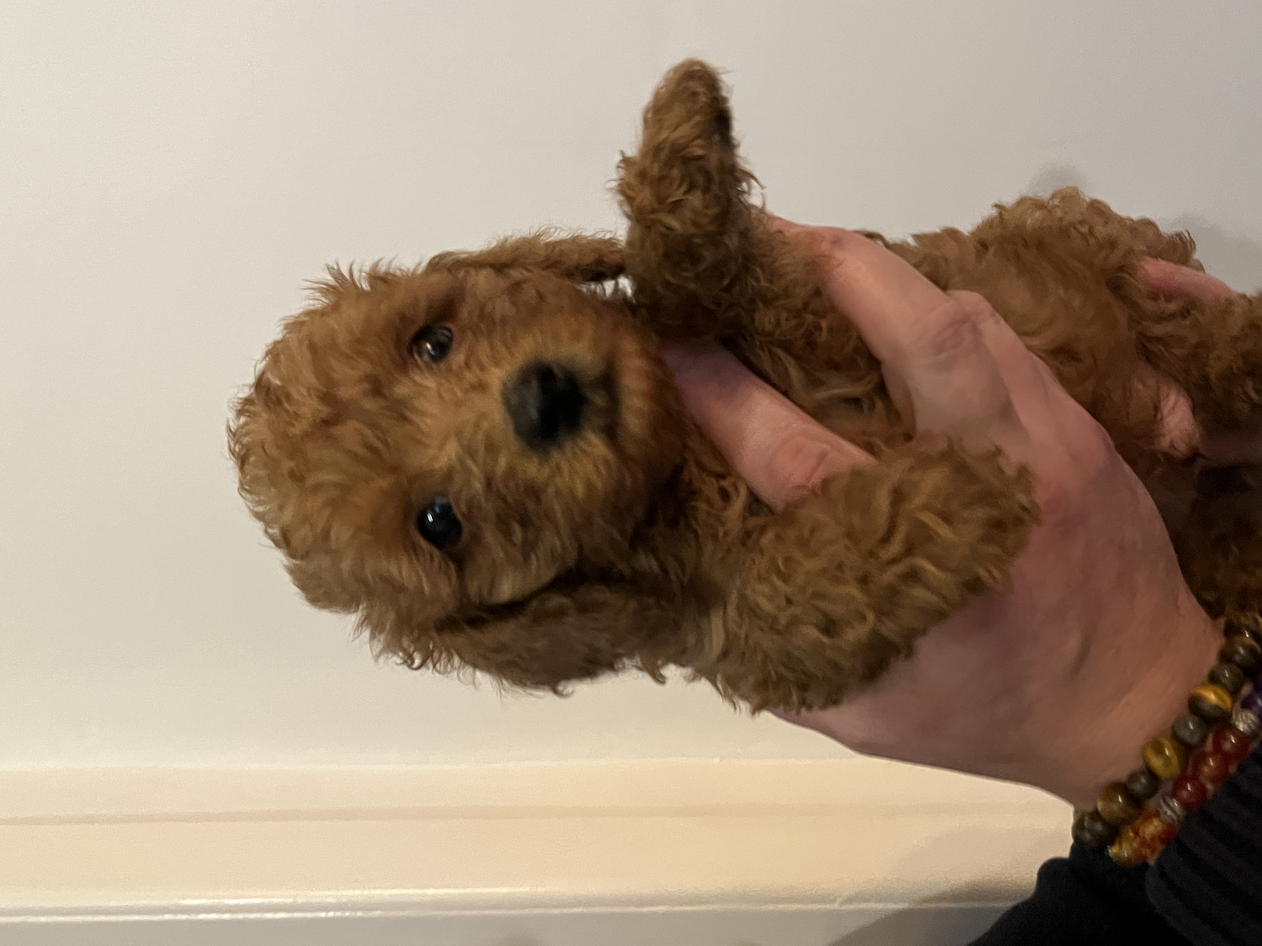 Toy Poodle Male 