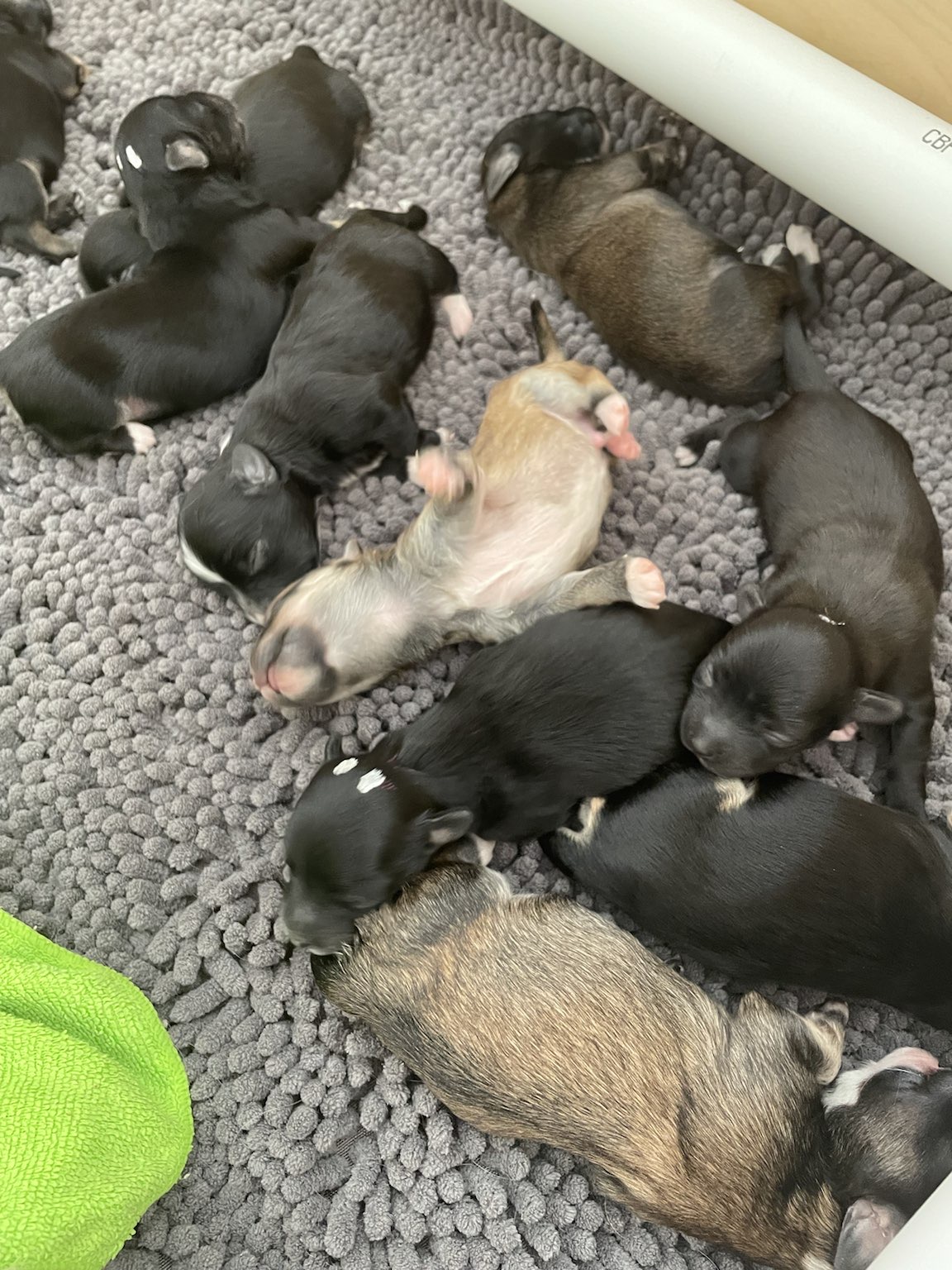 all sleeping after their feed