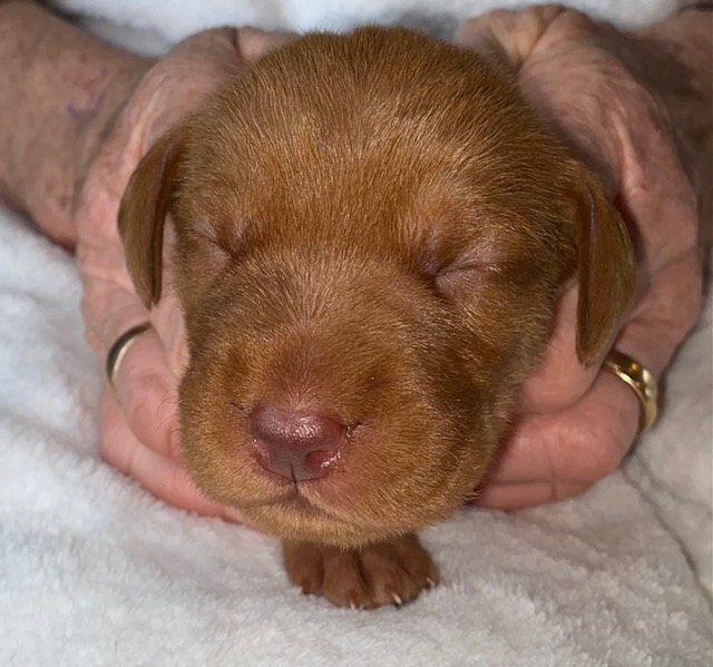 Pup 10 days old 