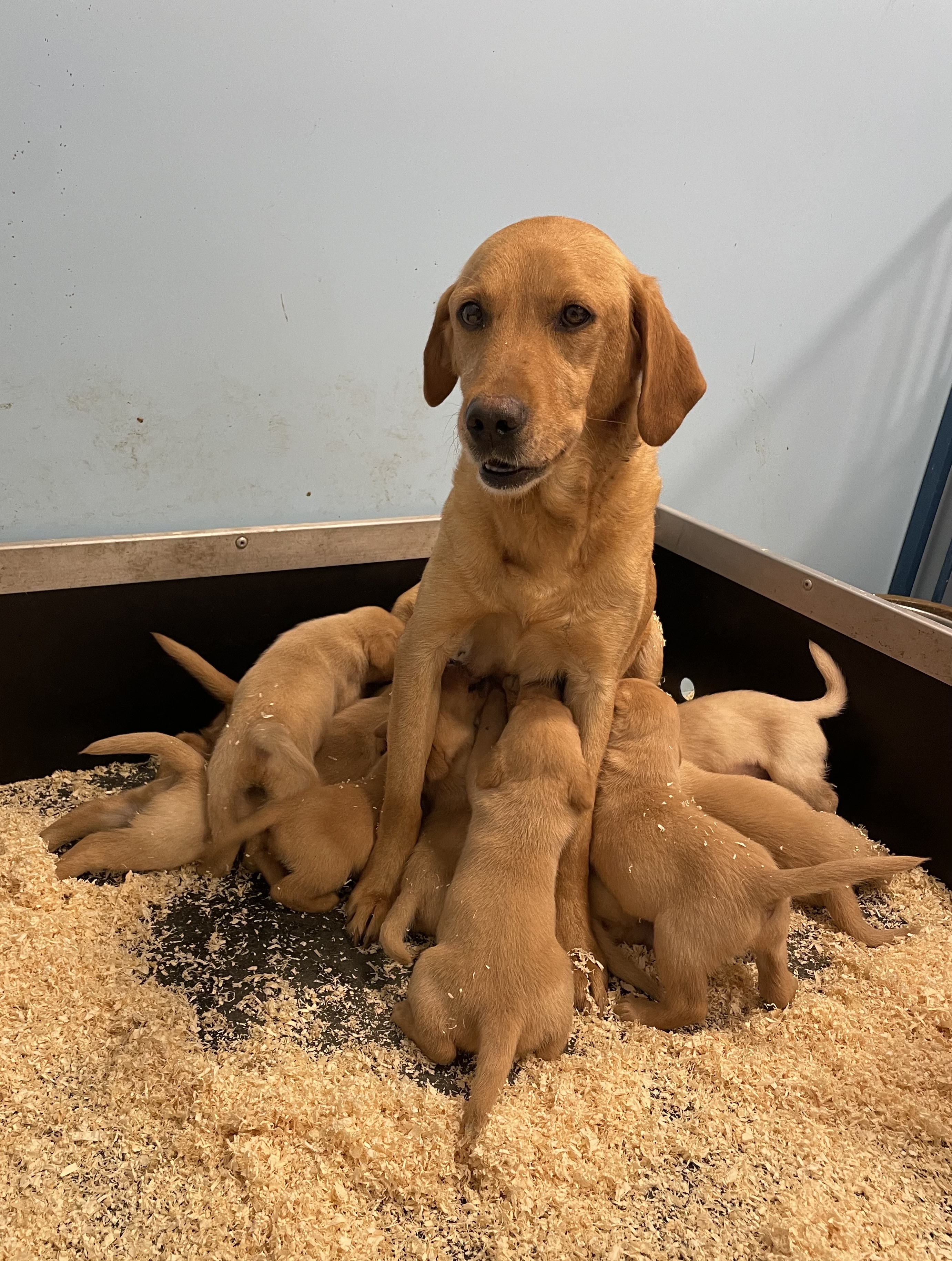 Mum with pups 