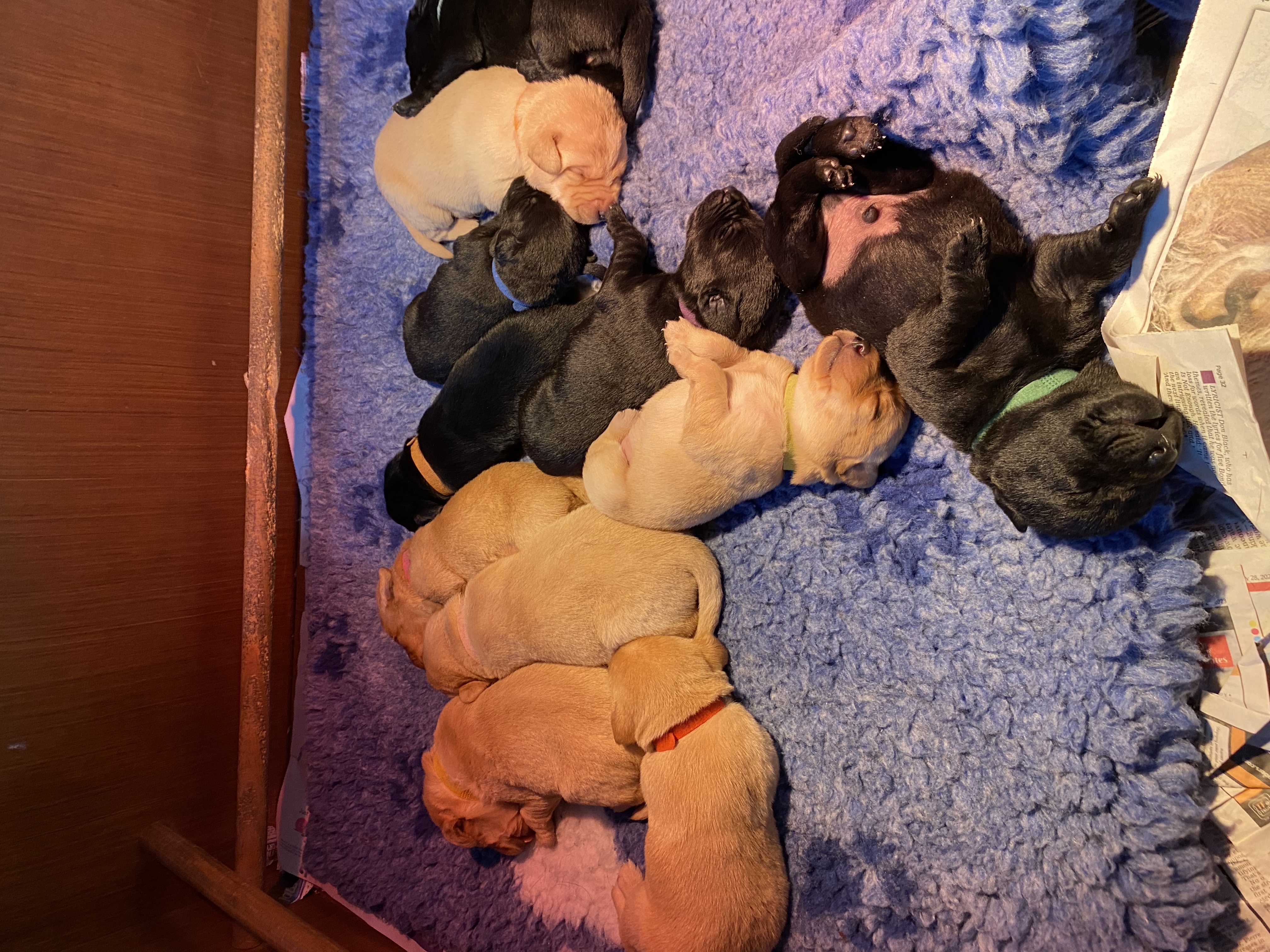 Diglake villanelle has produced a beautiful litter of 11 puppies