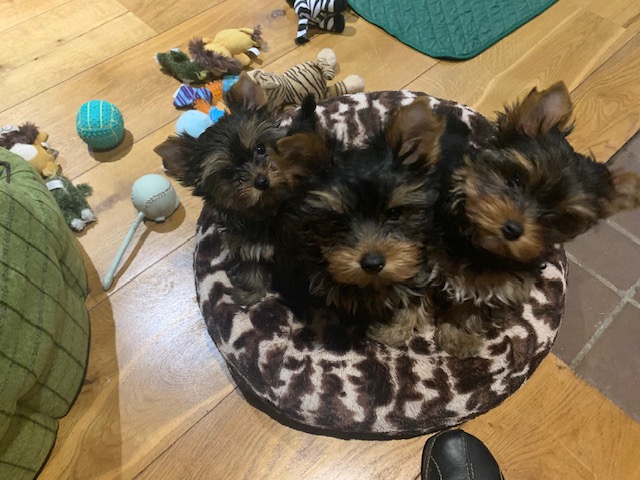 The three puppies 