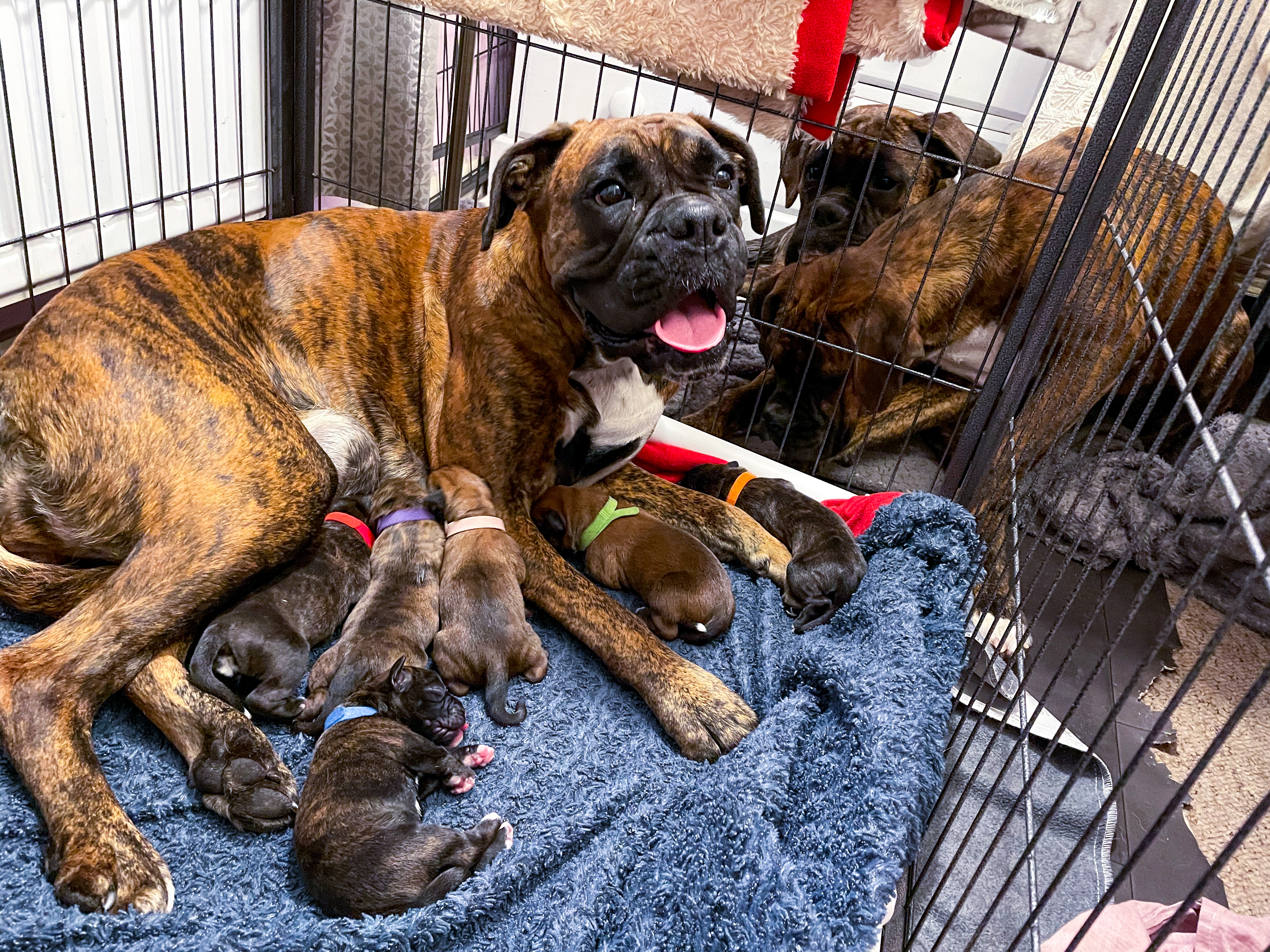 Newborn Puppies with Momma Luna 