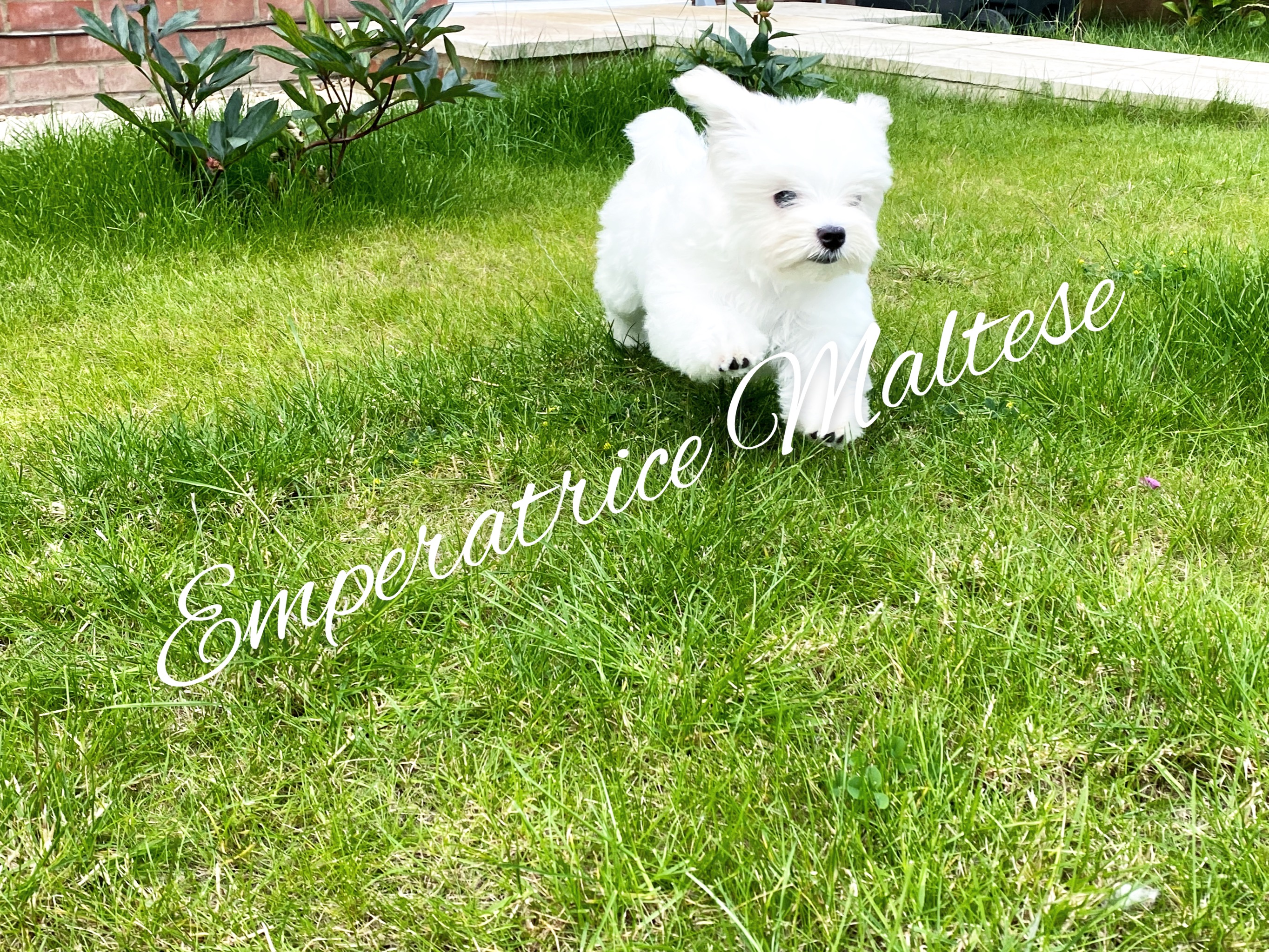 Emperatrice Maltese have amazing tiny baby boy available- fully vaccinated, health checked and microchipped ! KC reg