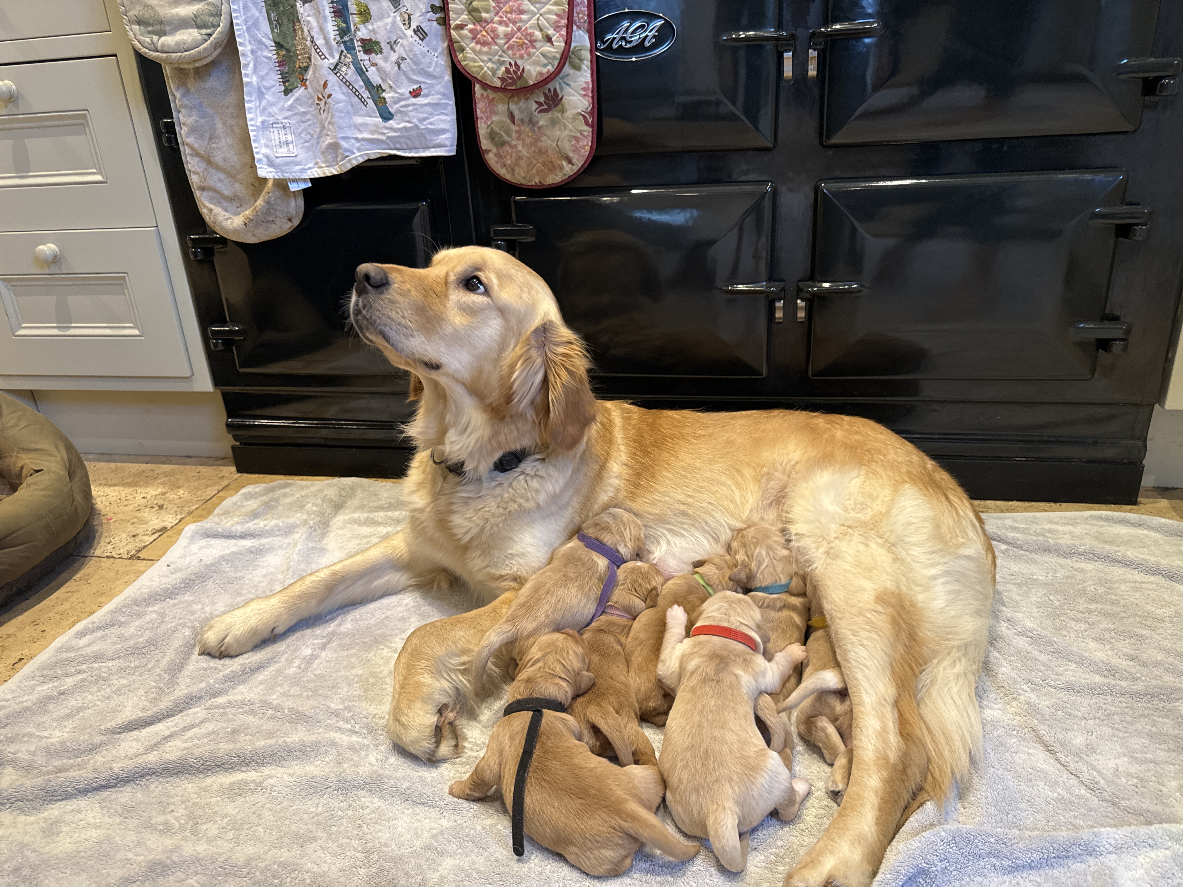 Mum and pups 
