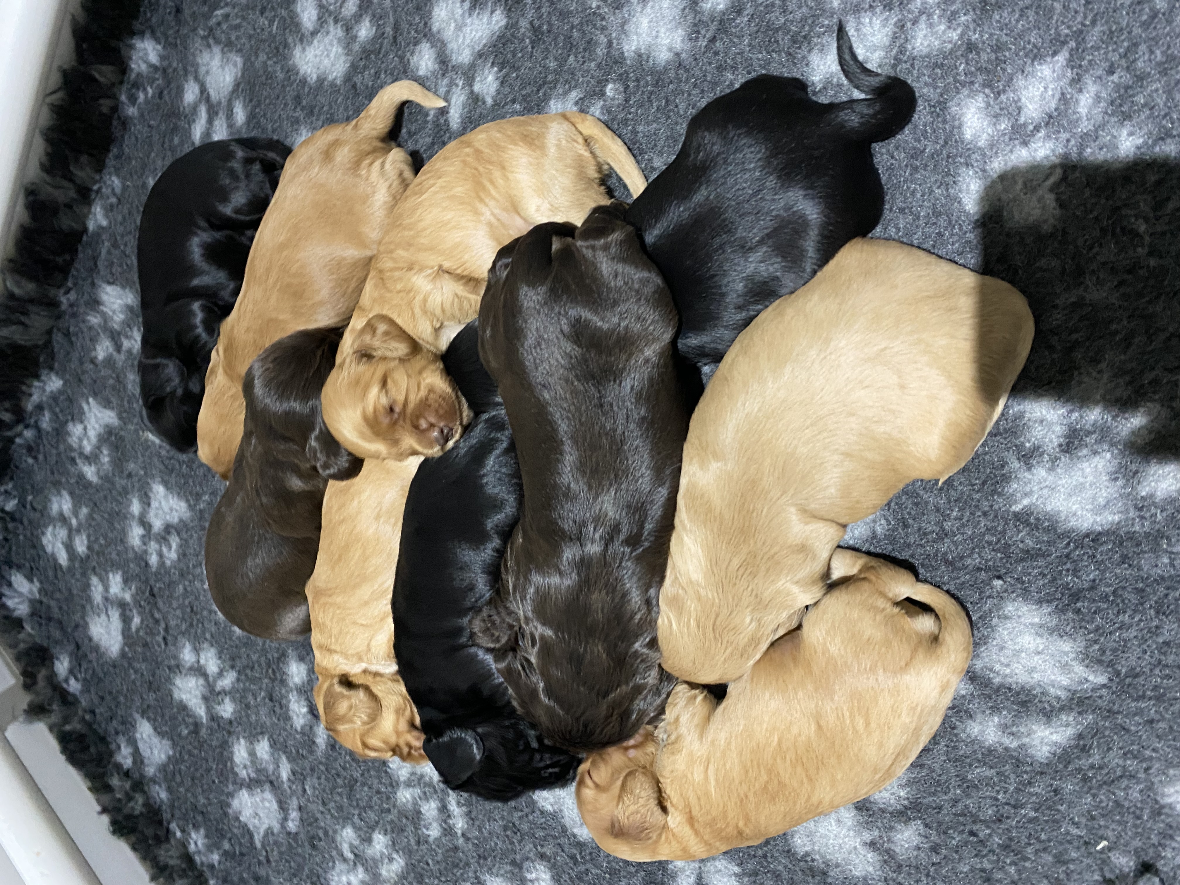 Main puppy image