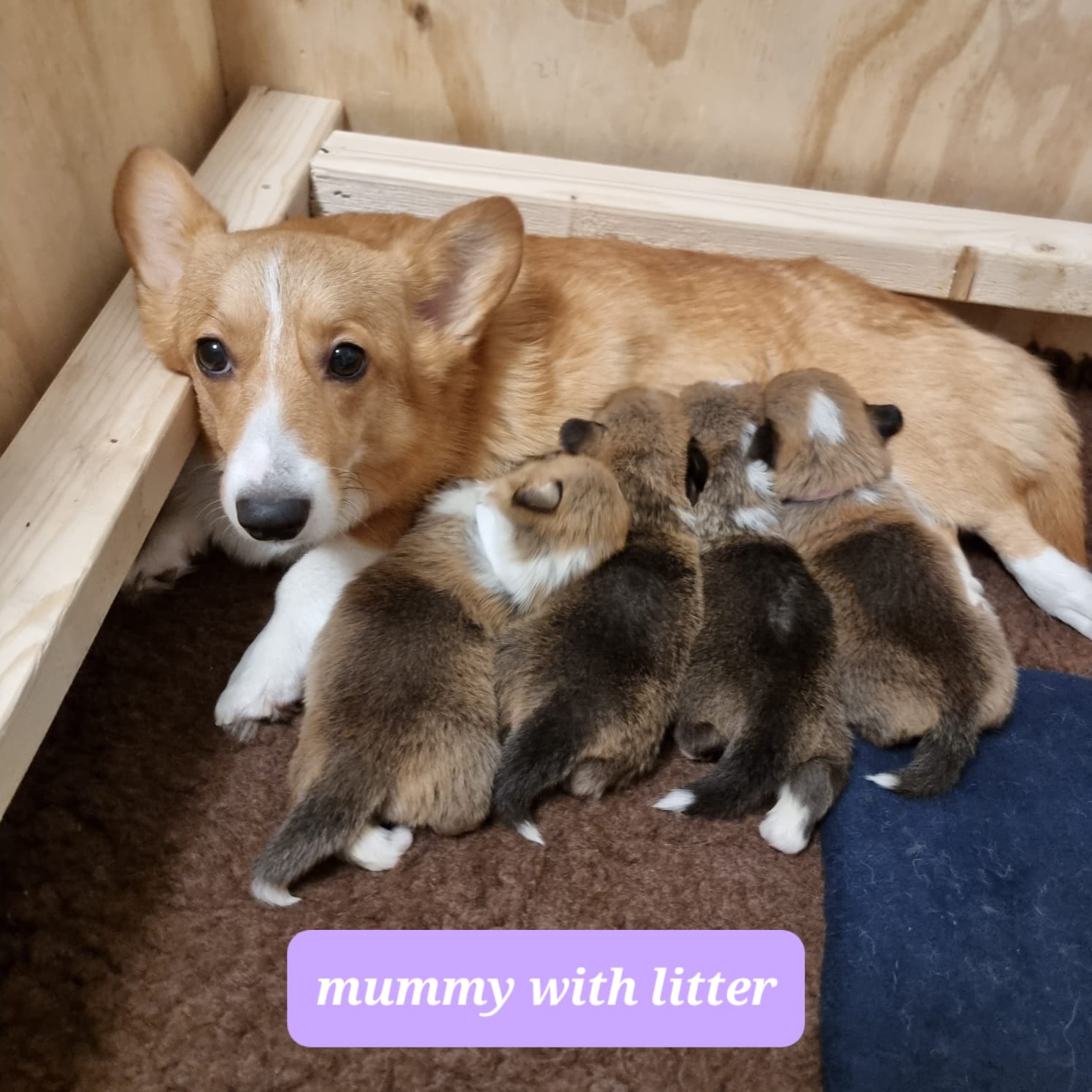 Mum with litter