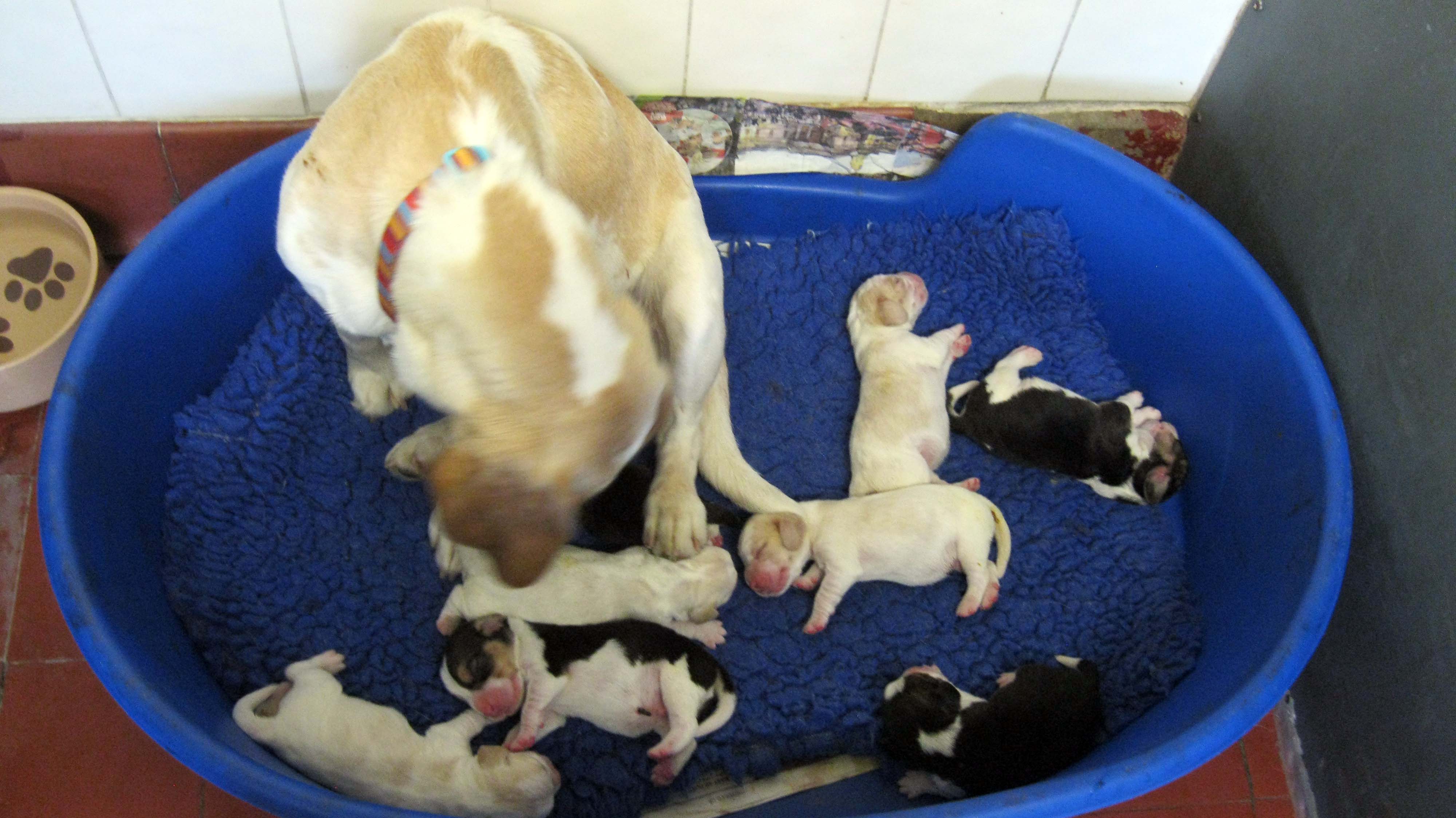 Tango & pups new born