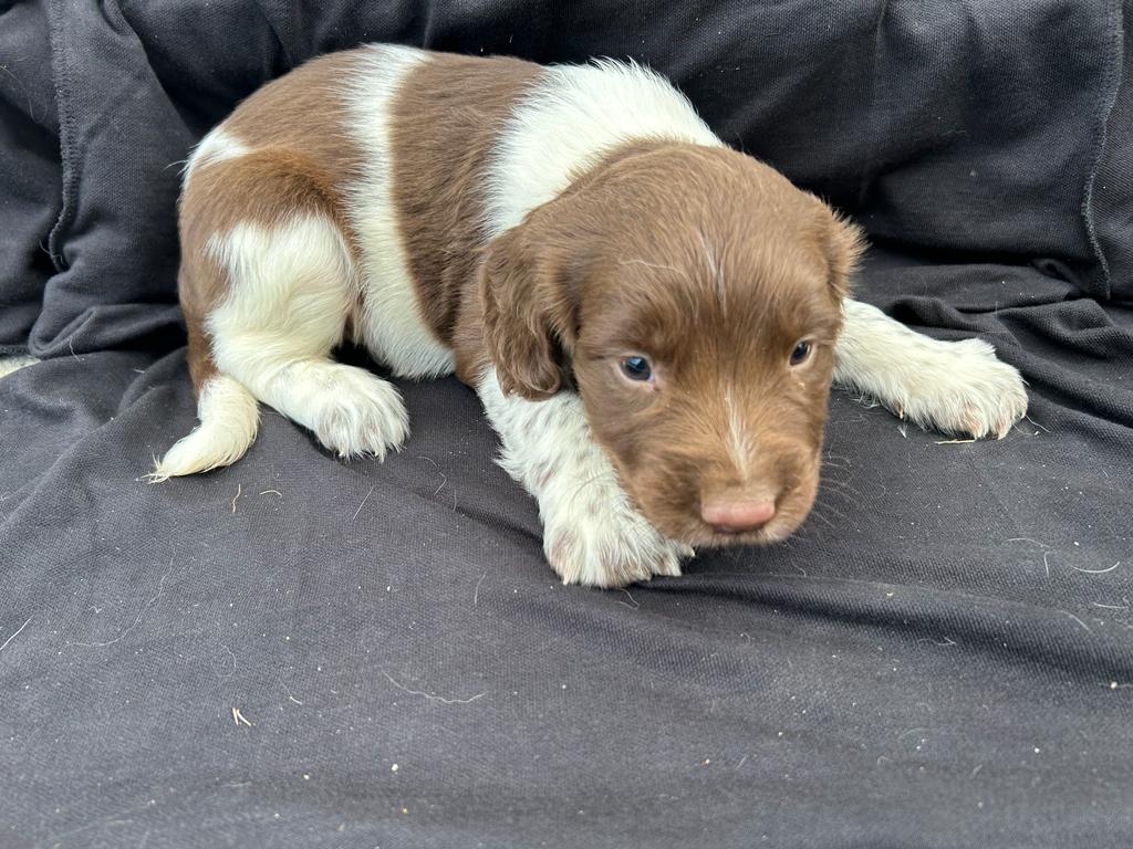 Riley’s Star - male springer spaniel