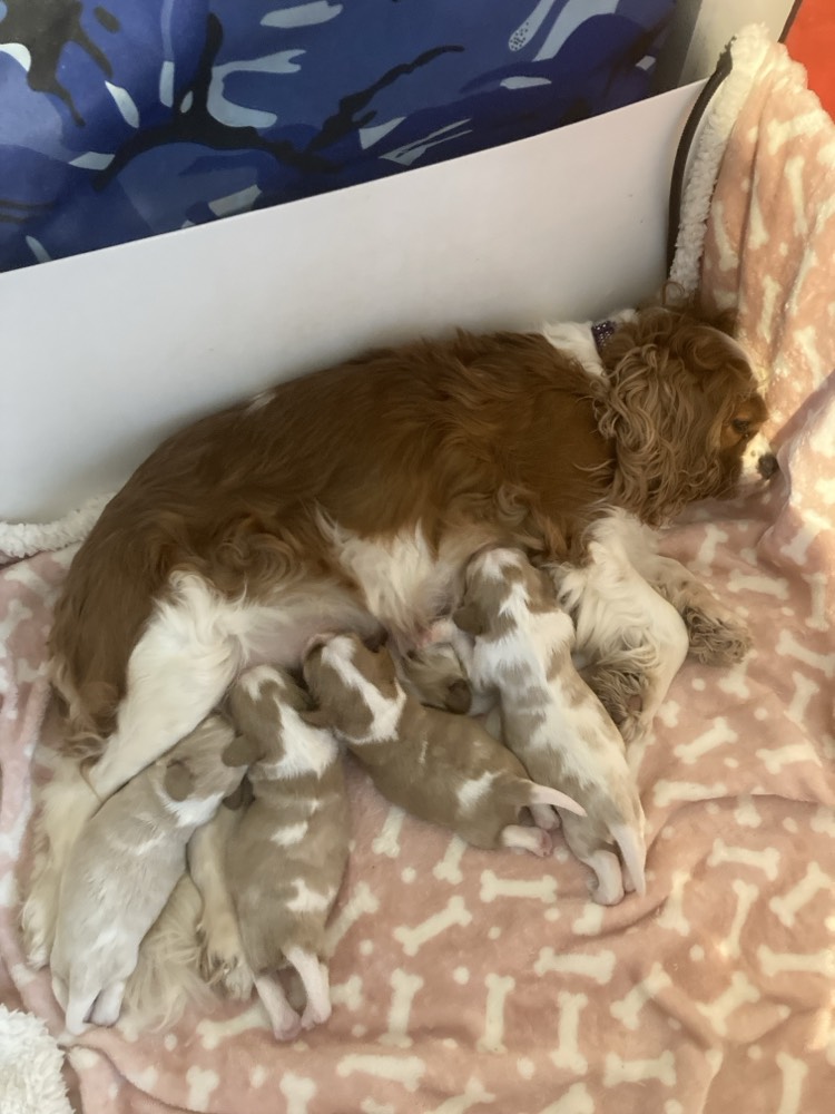 Libby and pups