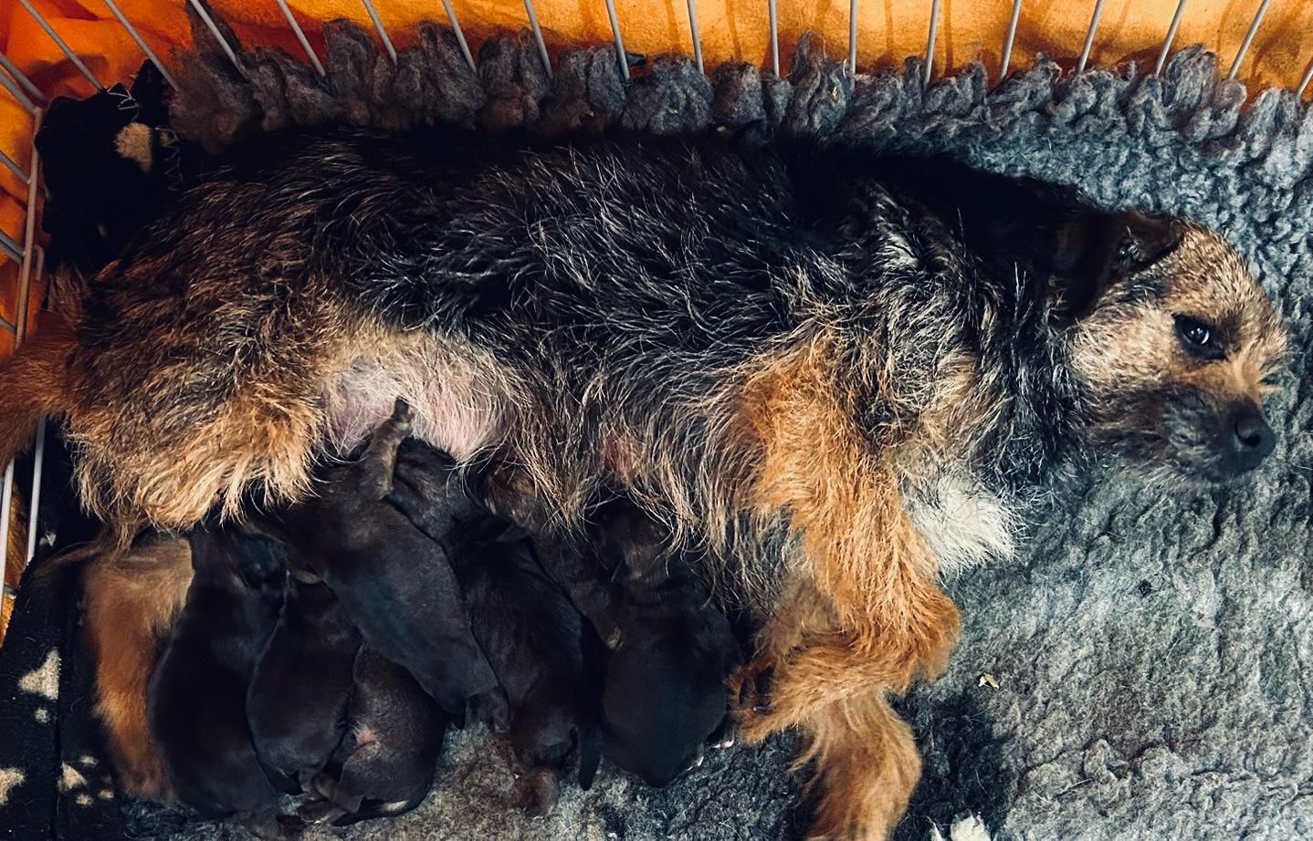 Etterbern Gold ( Millie ) with her 7 puppies