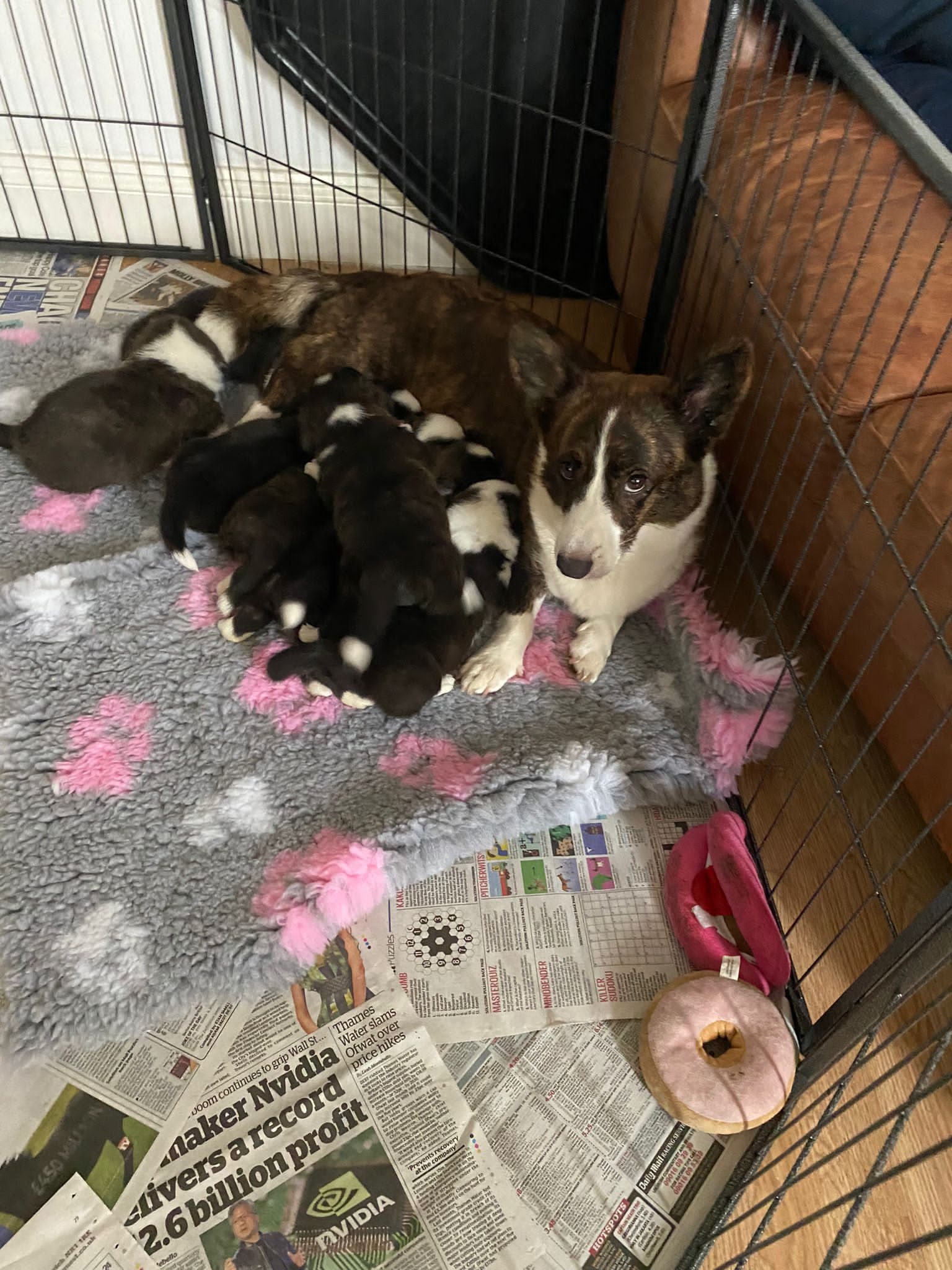 Lunar with her pups 