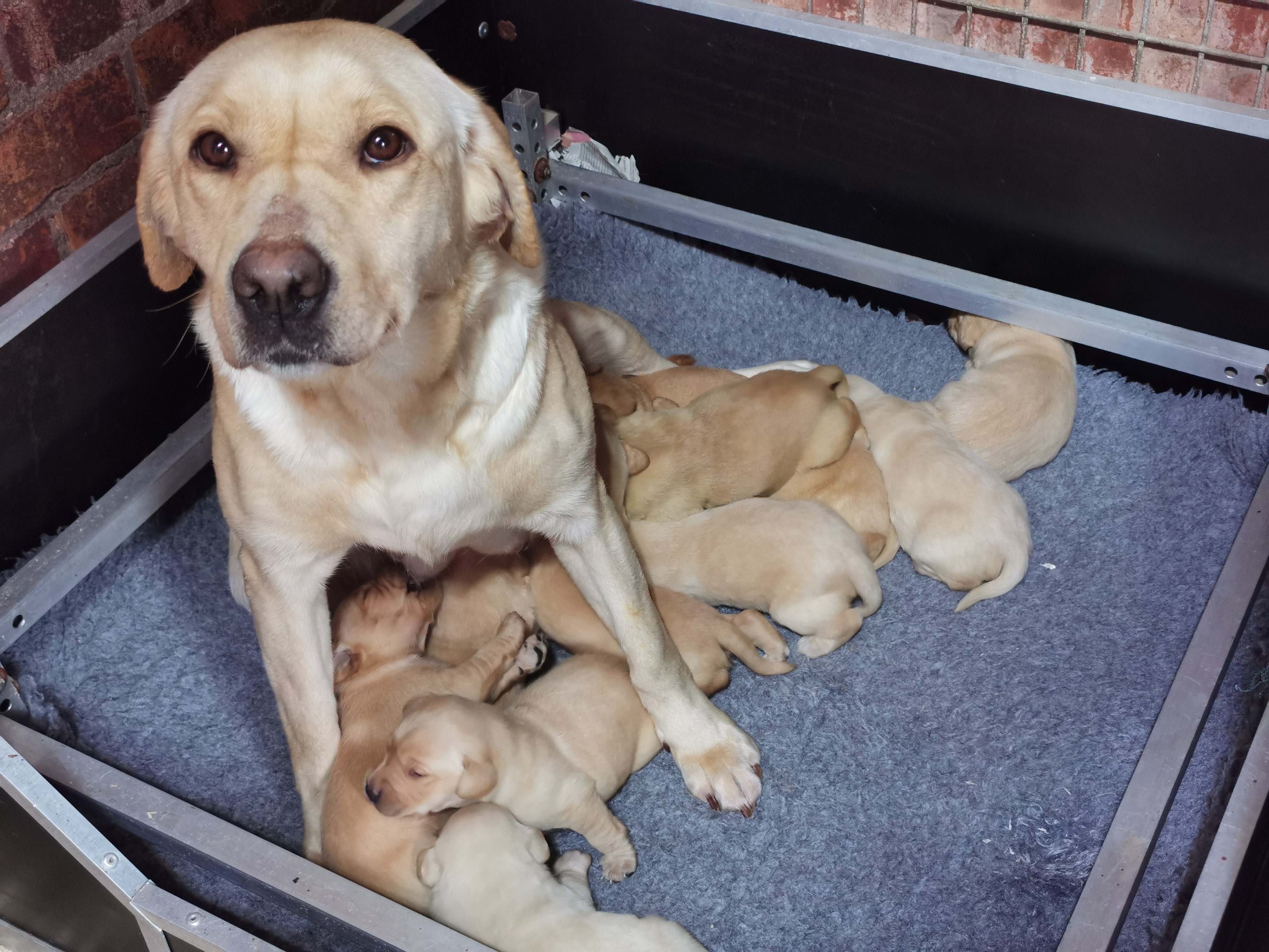 Mum and the pups