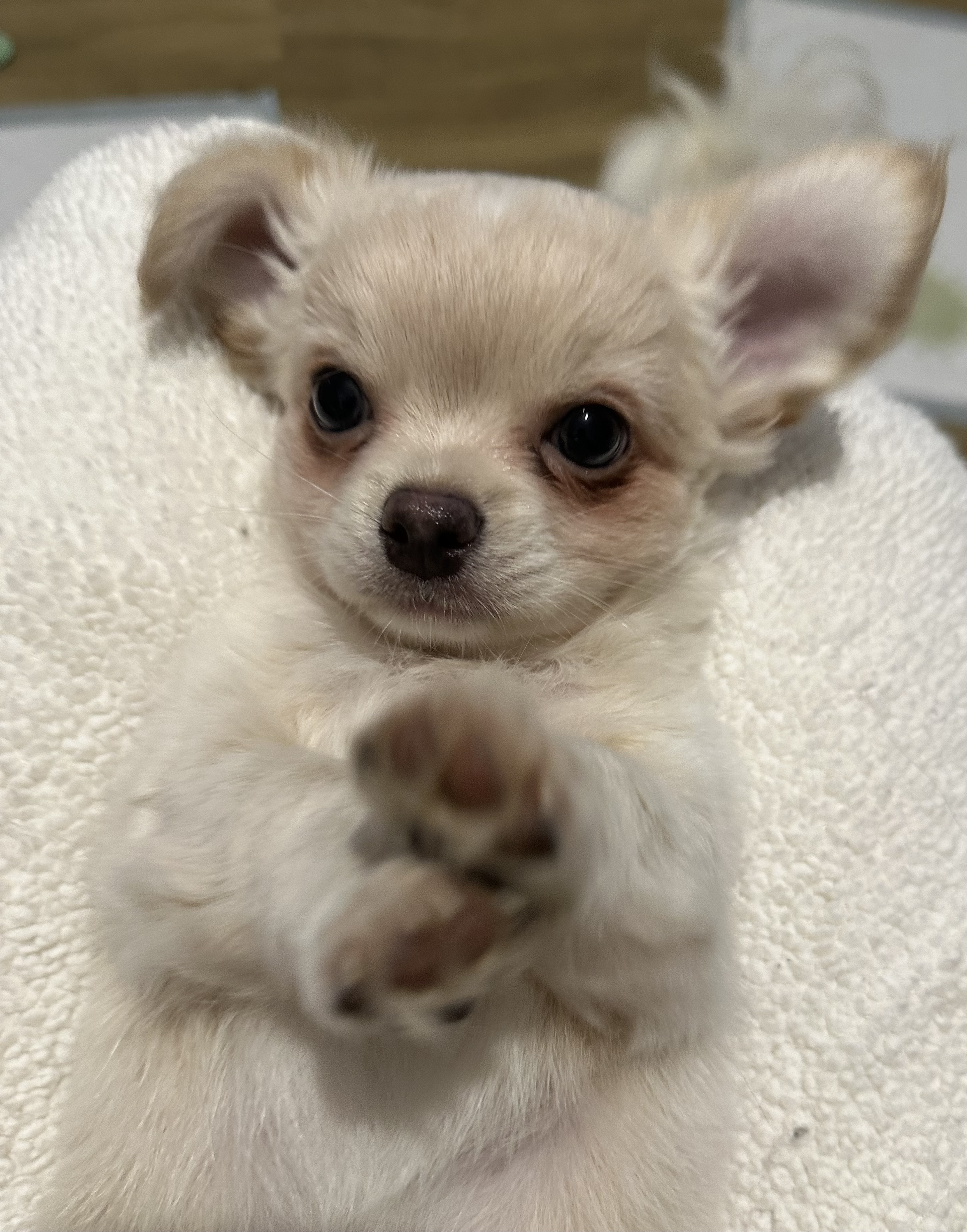 Cream white pup 