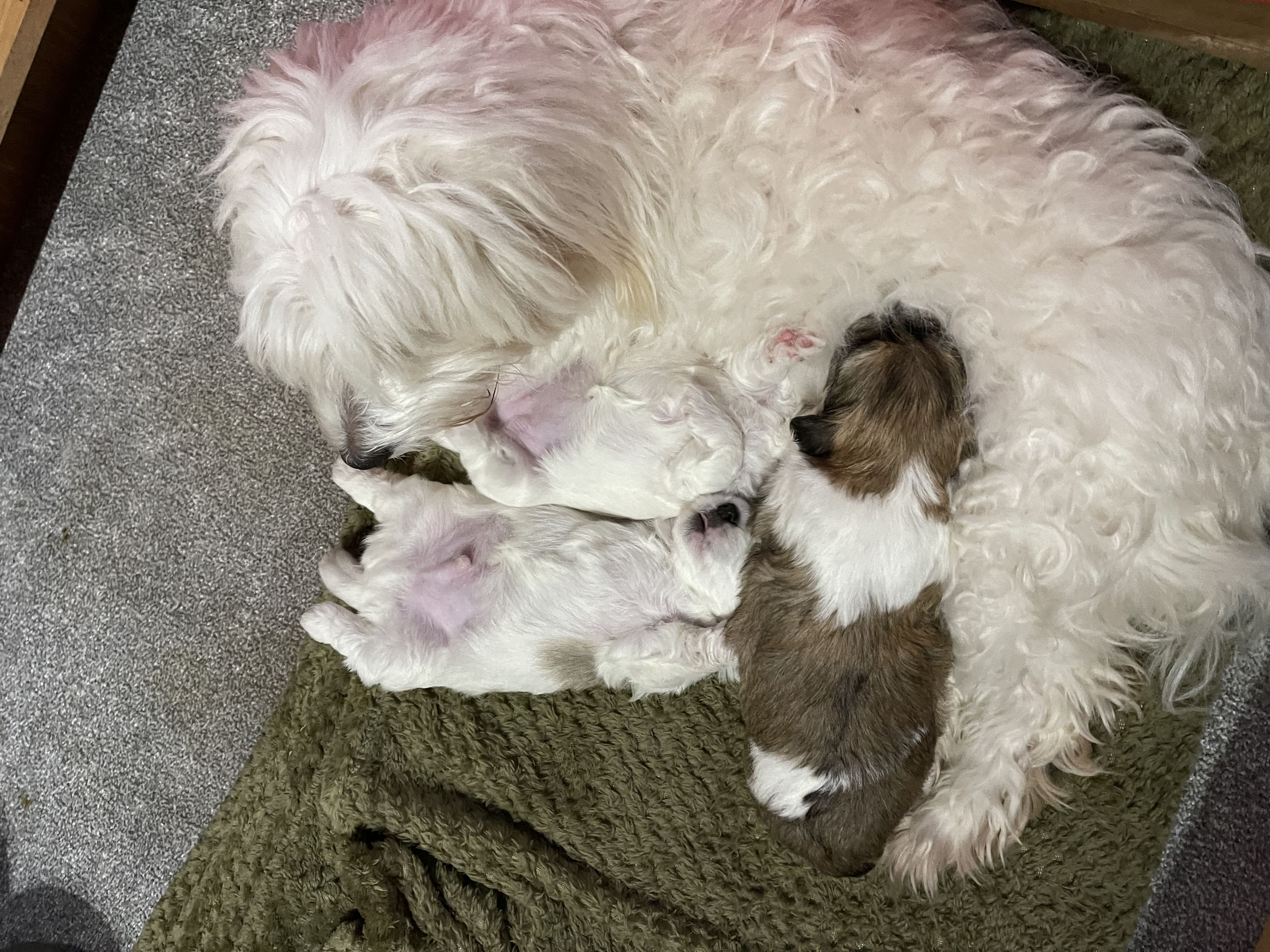 Mum and her bundles of joy