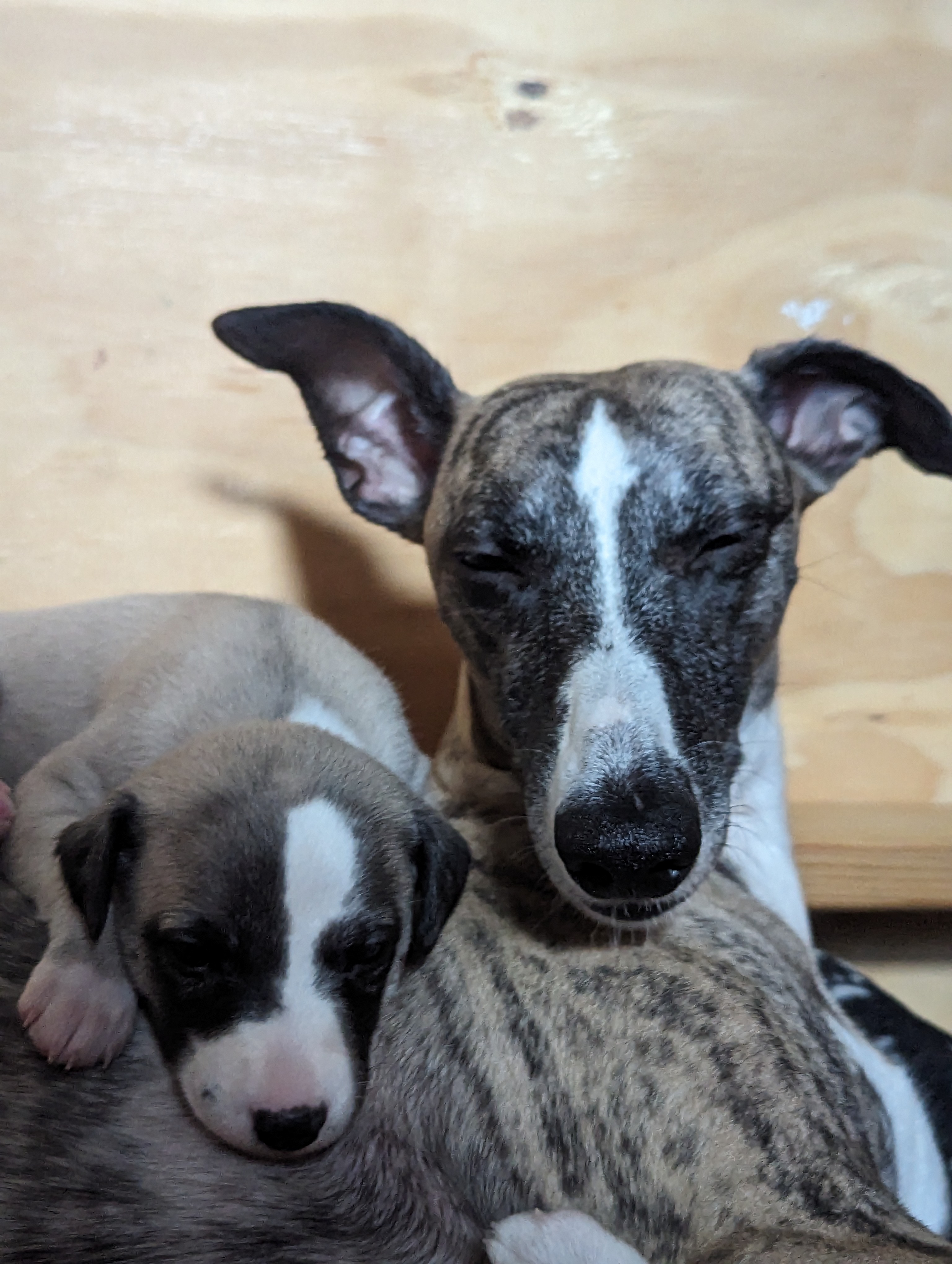 Puppy sleeping on Lola shoulders.